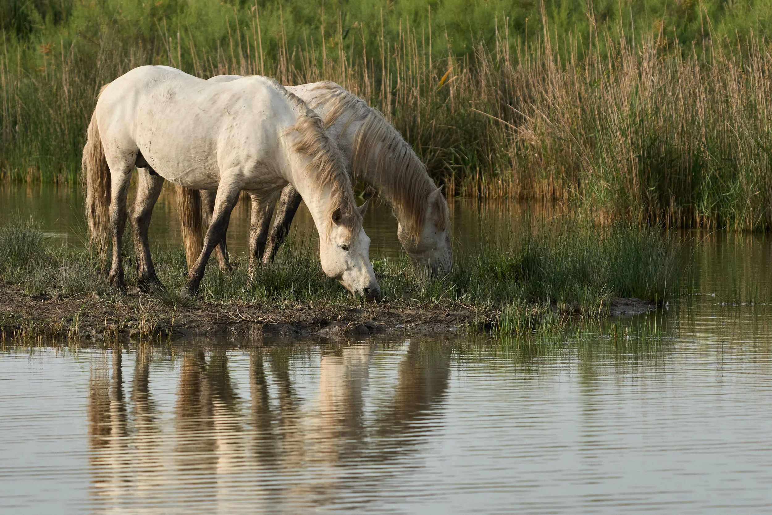 Camargue-Pferde