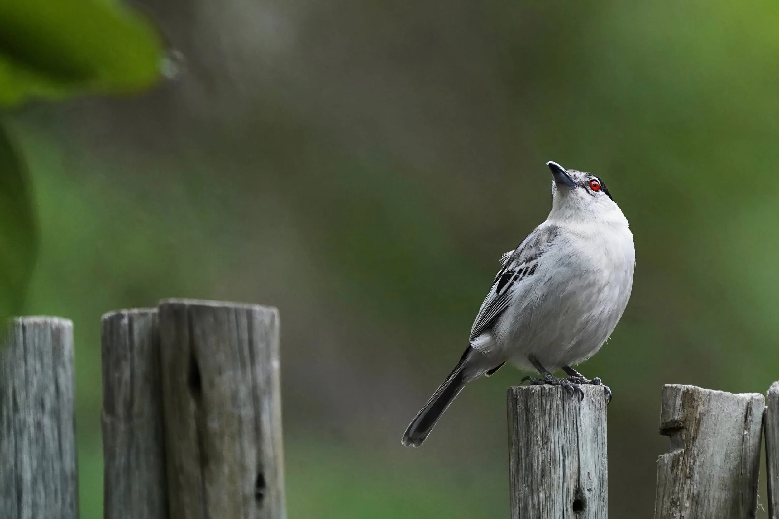 Schwarzmantel-Schneeballwürger