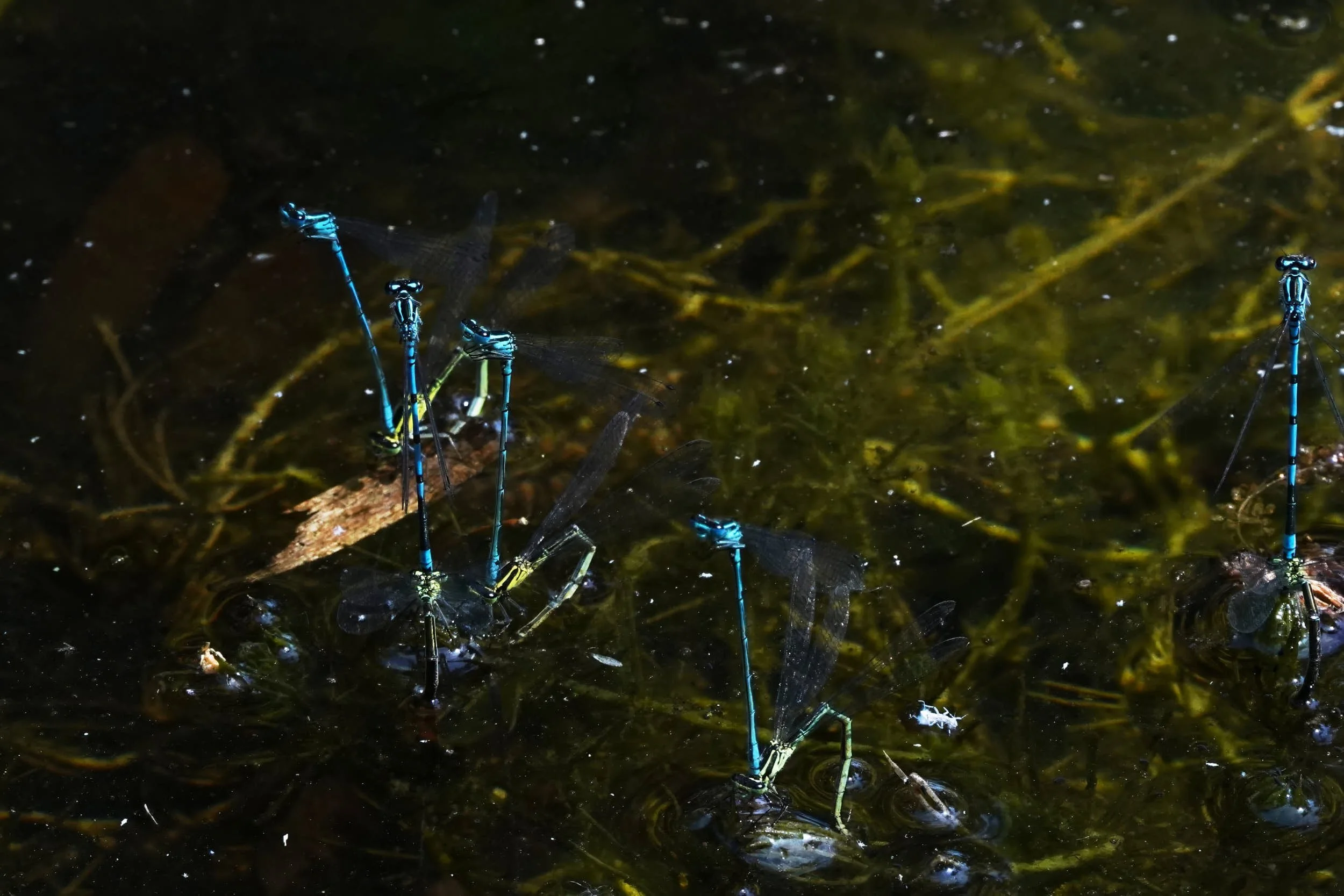 Azurjungfern bei der Eiablage