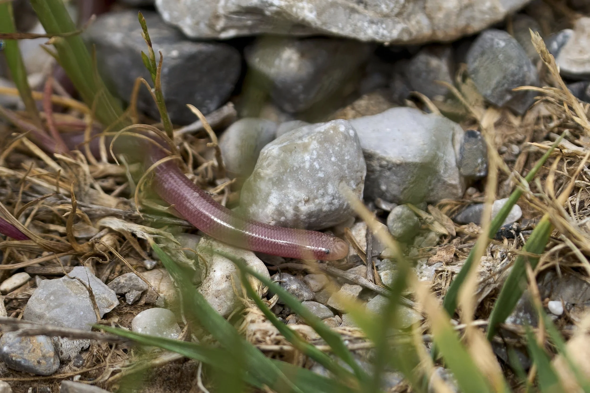 Blindwurm