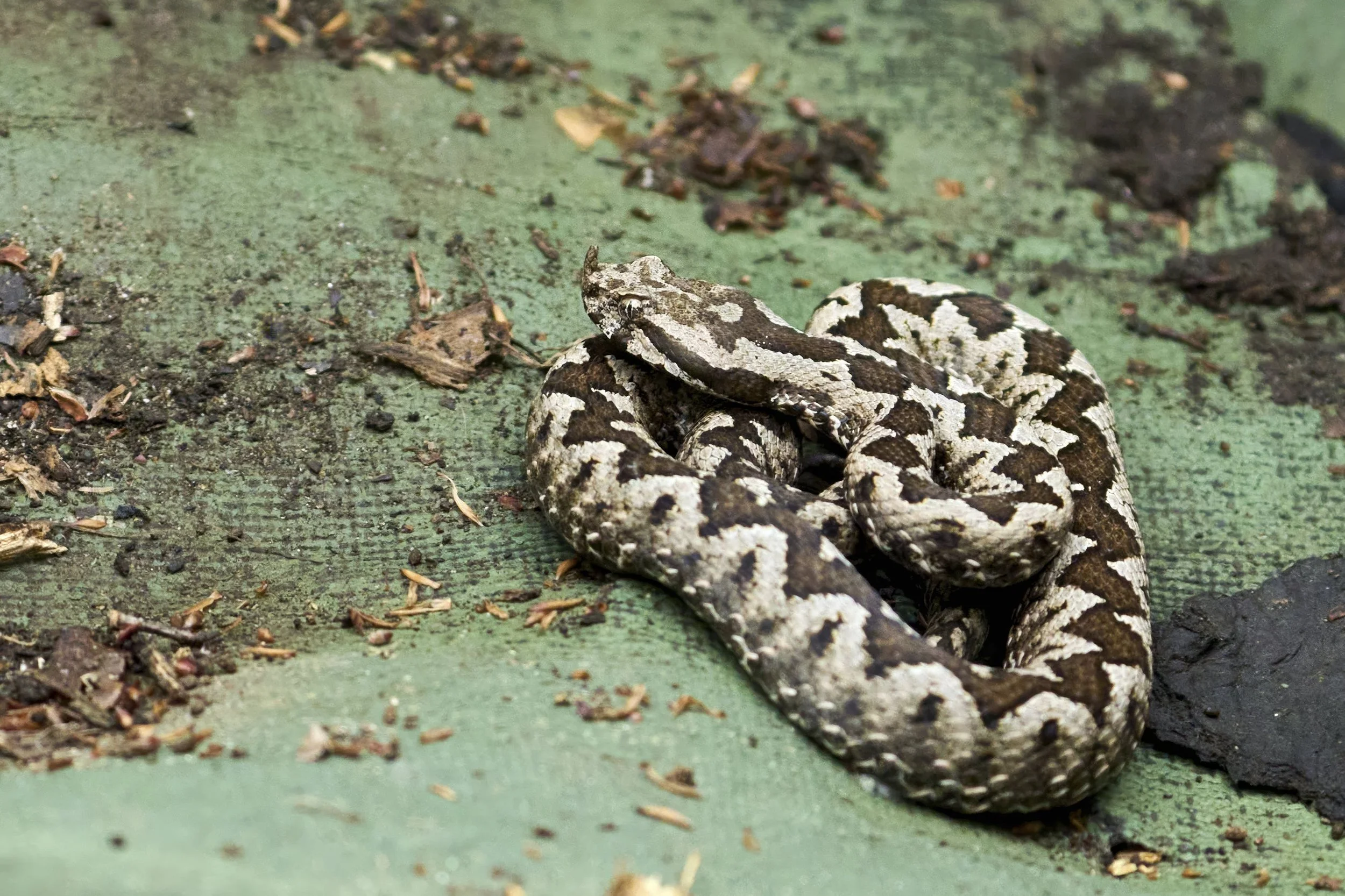 Hornviper w