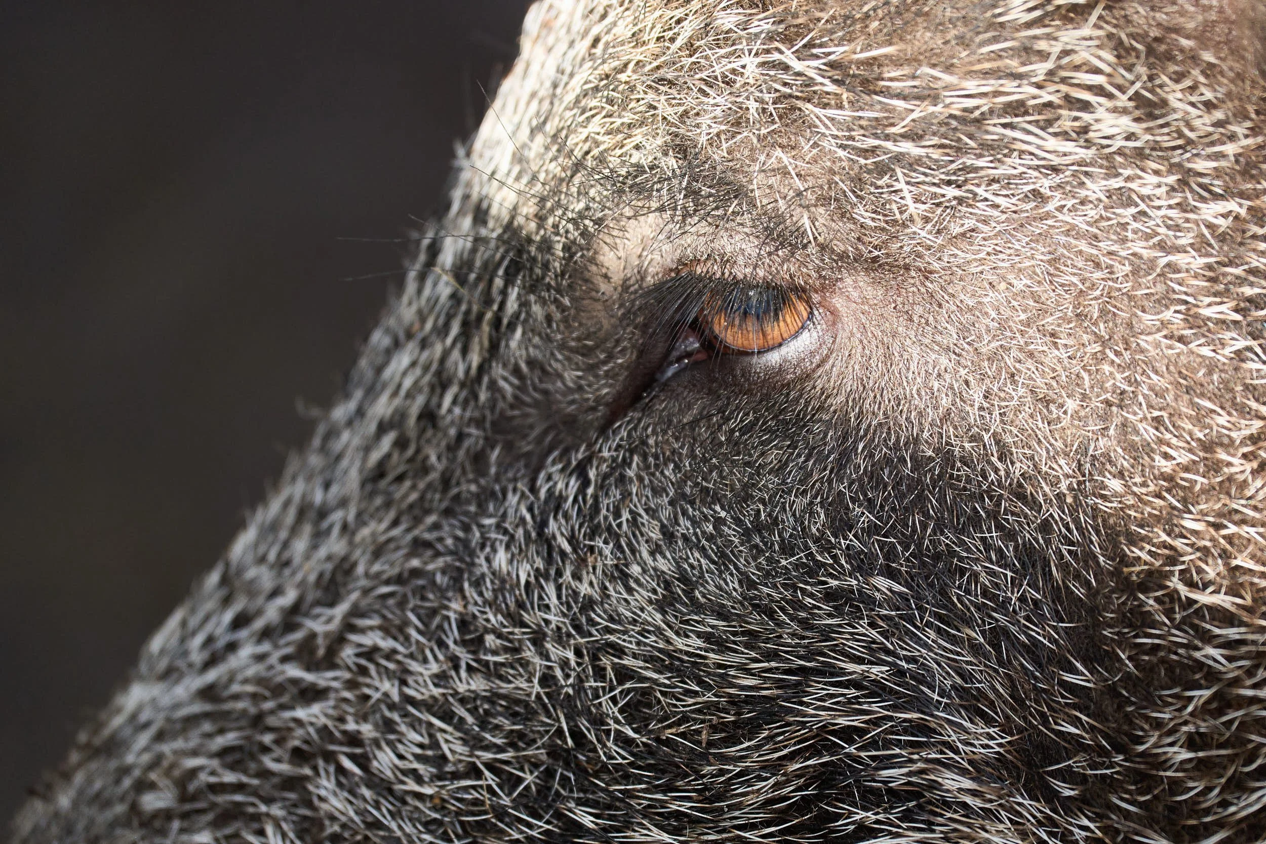 Wildschwein (Tierpark Dählhölzli)
