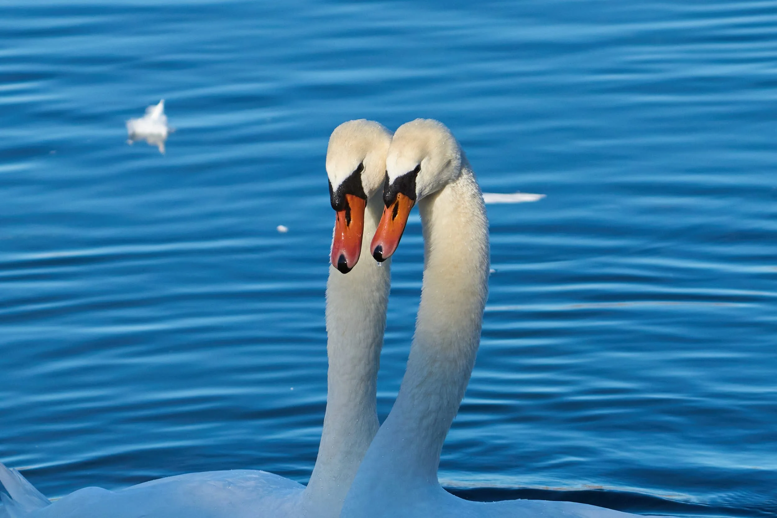 Höckerschwäne bei der Balz