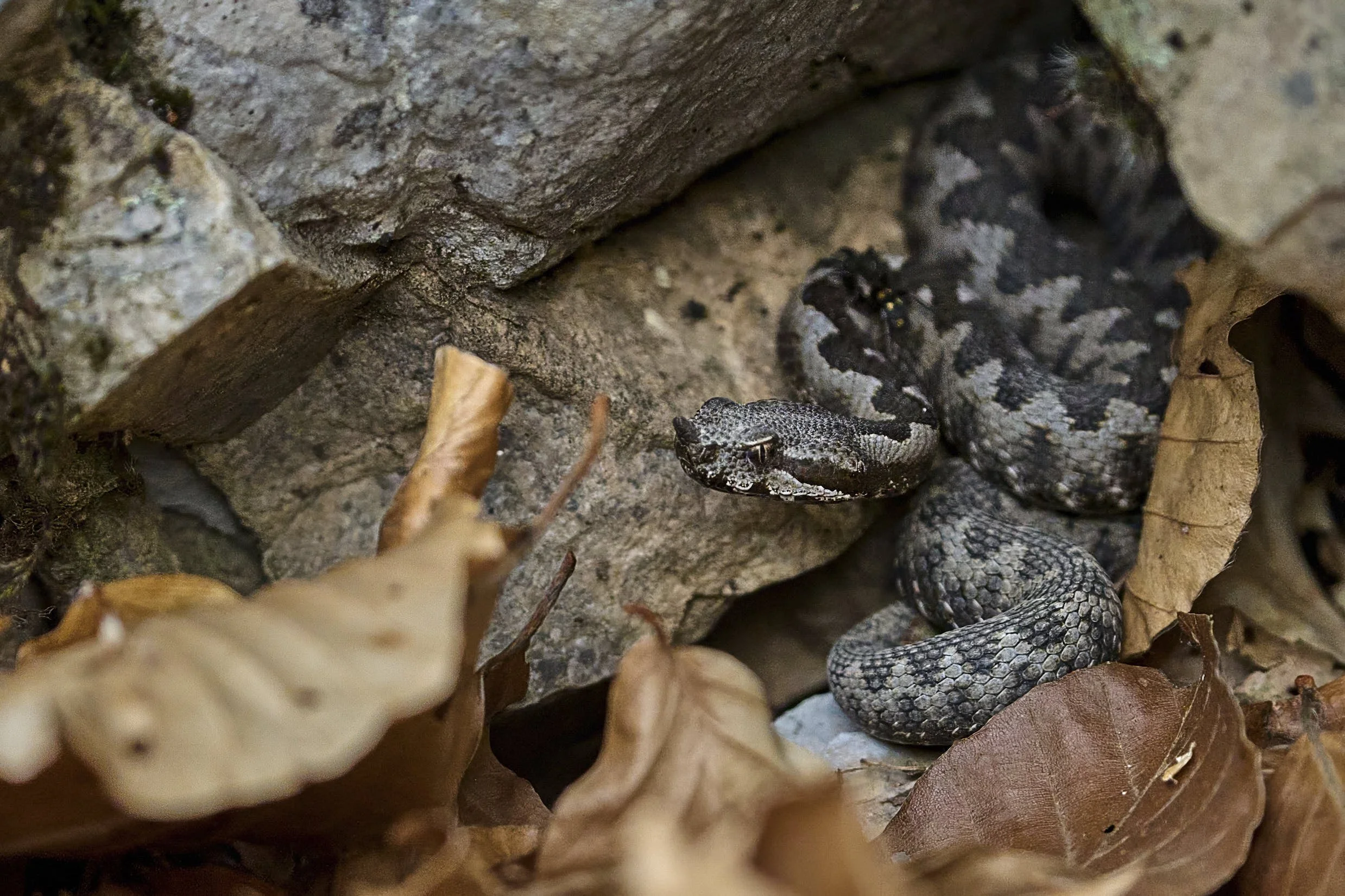 Hornviper m juv