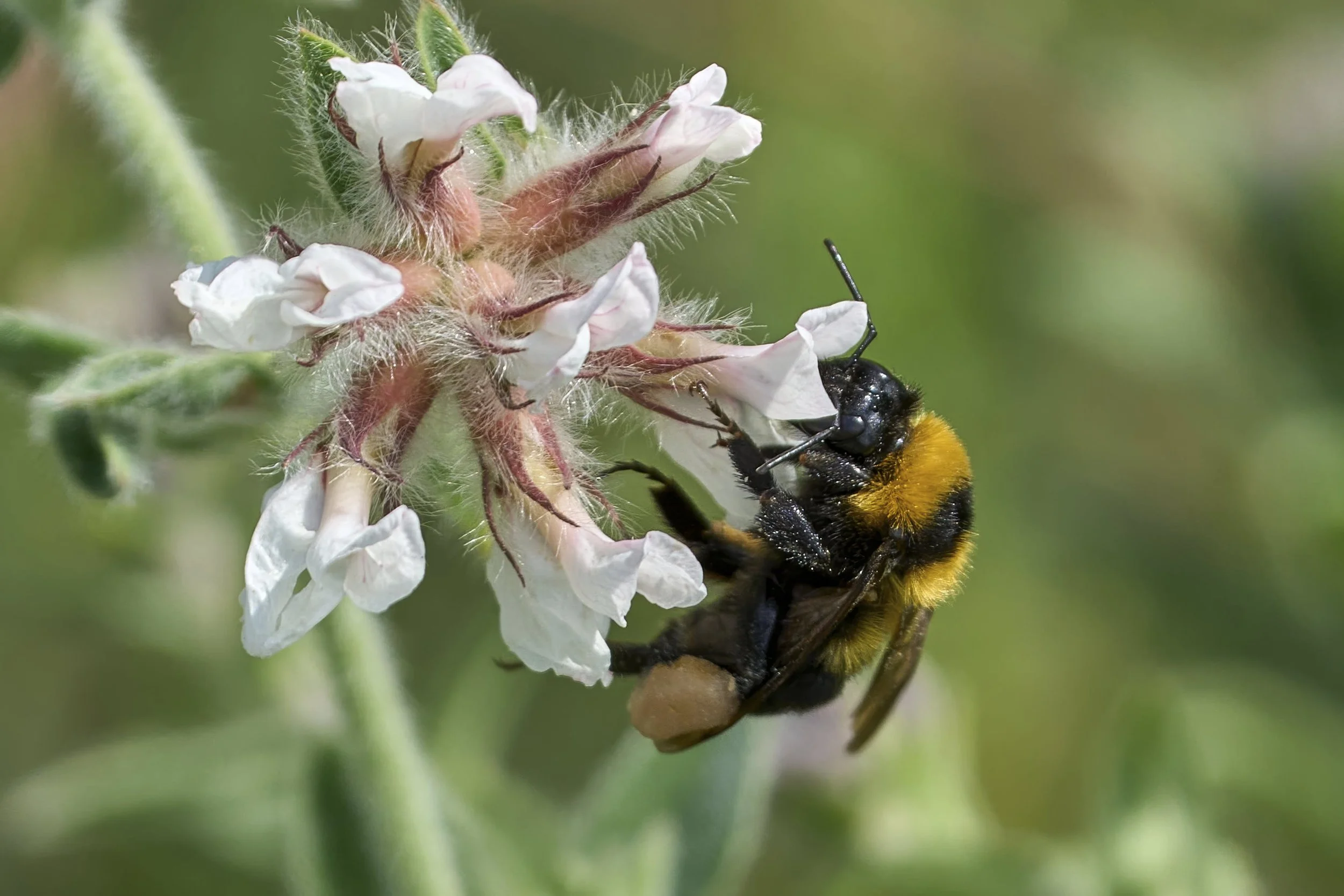 Hummel
