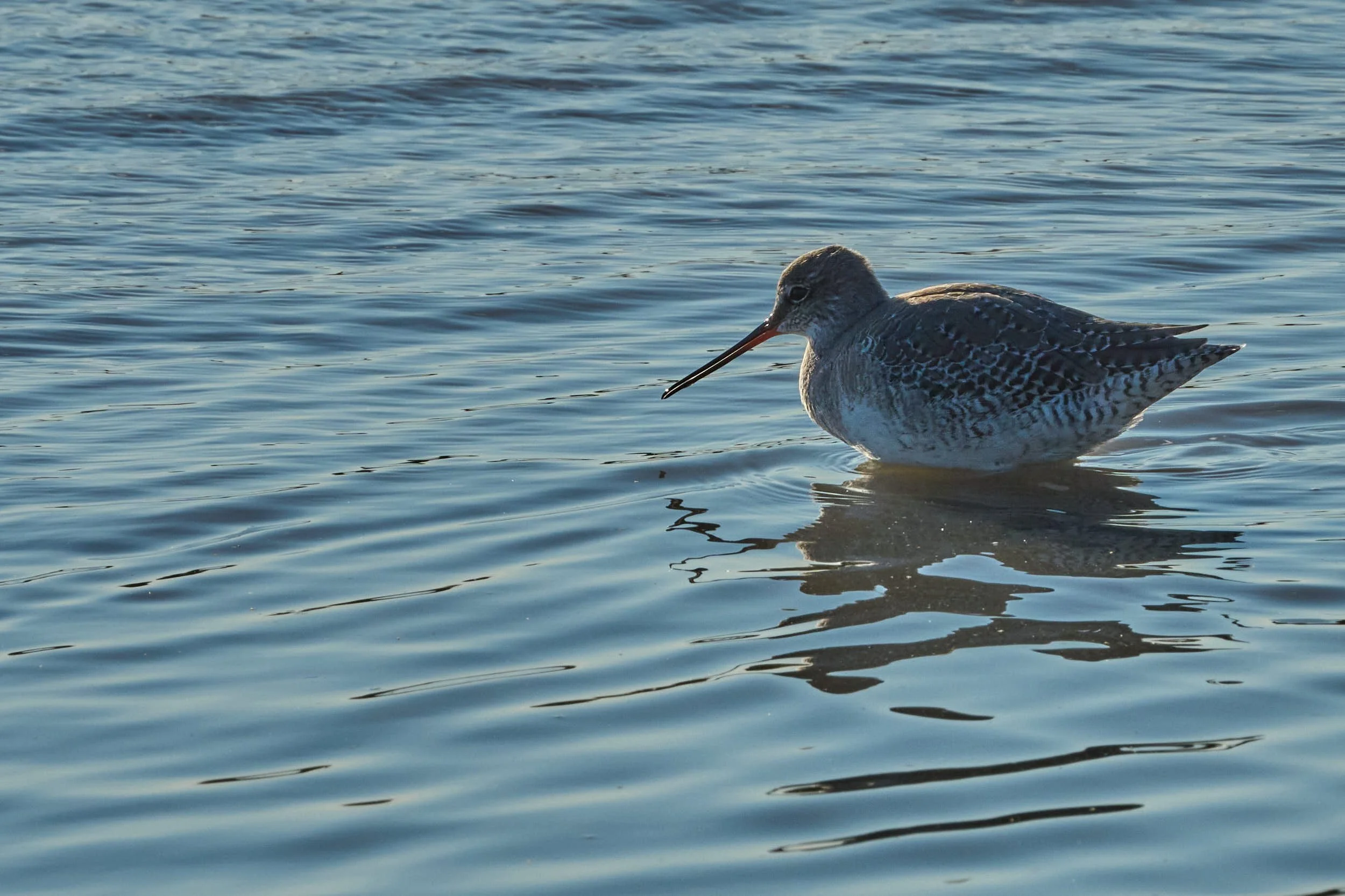 Dunkler Wasserläufer