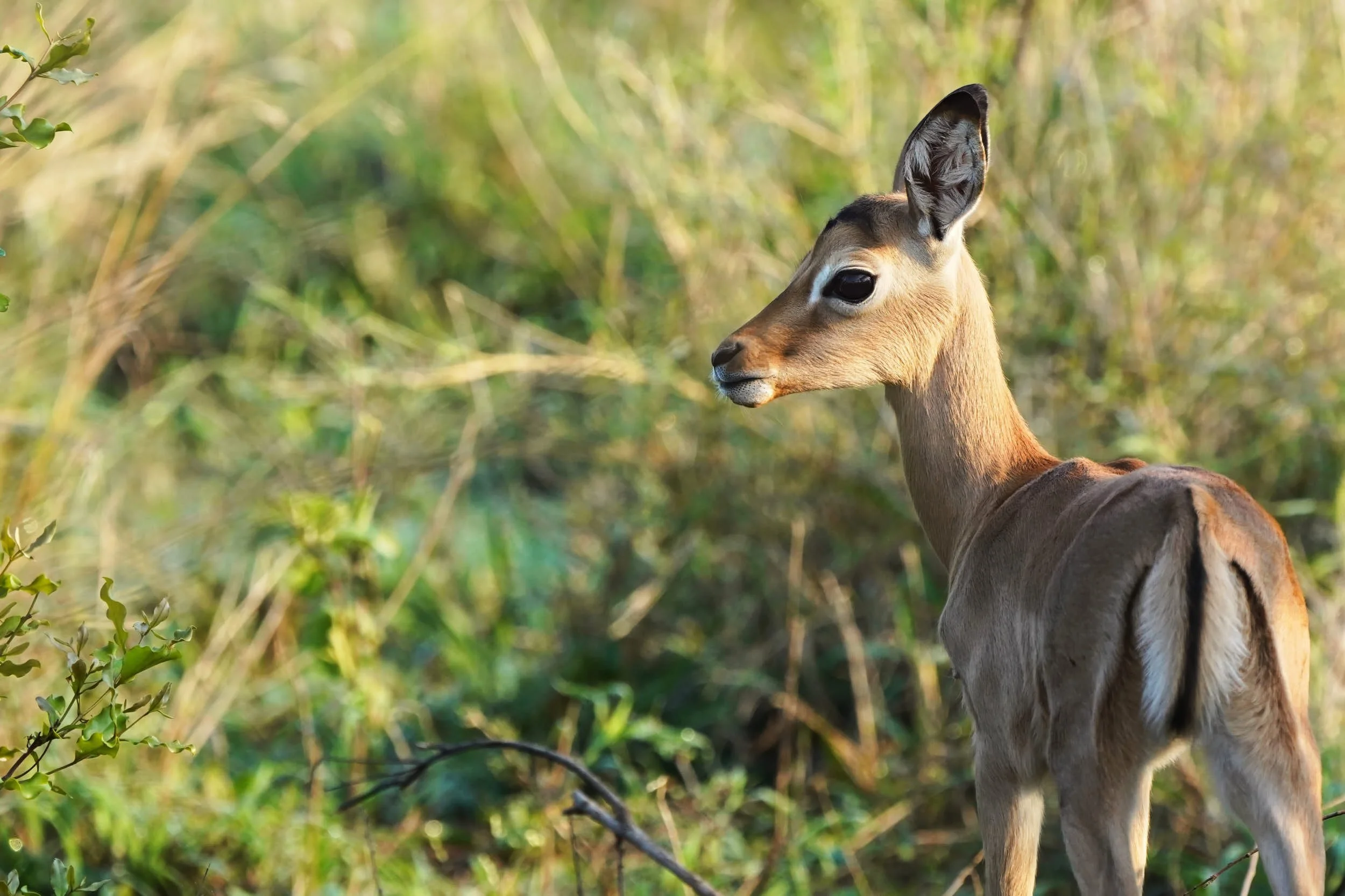 Impala juv