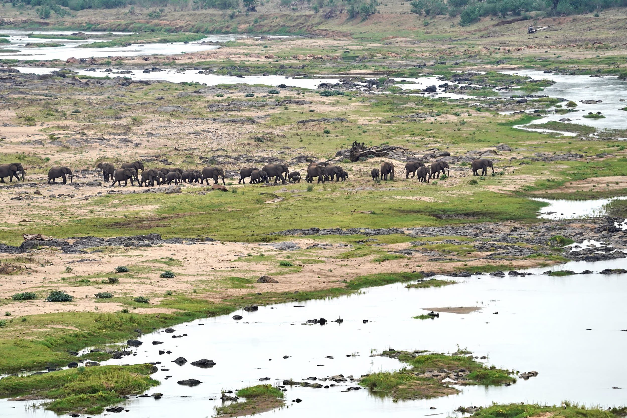 Elefanten am Olifants River