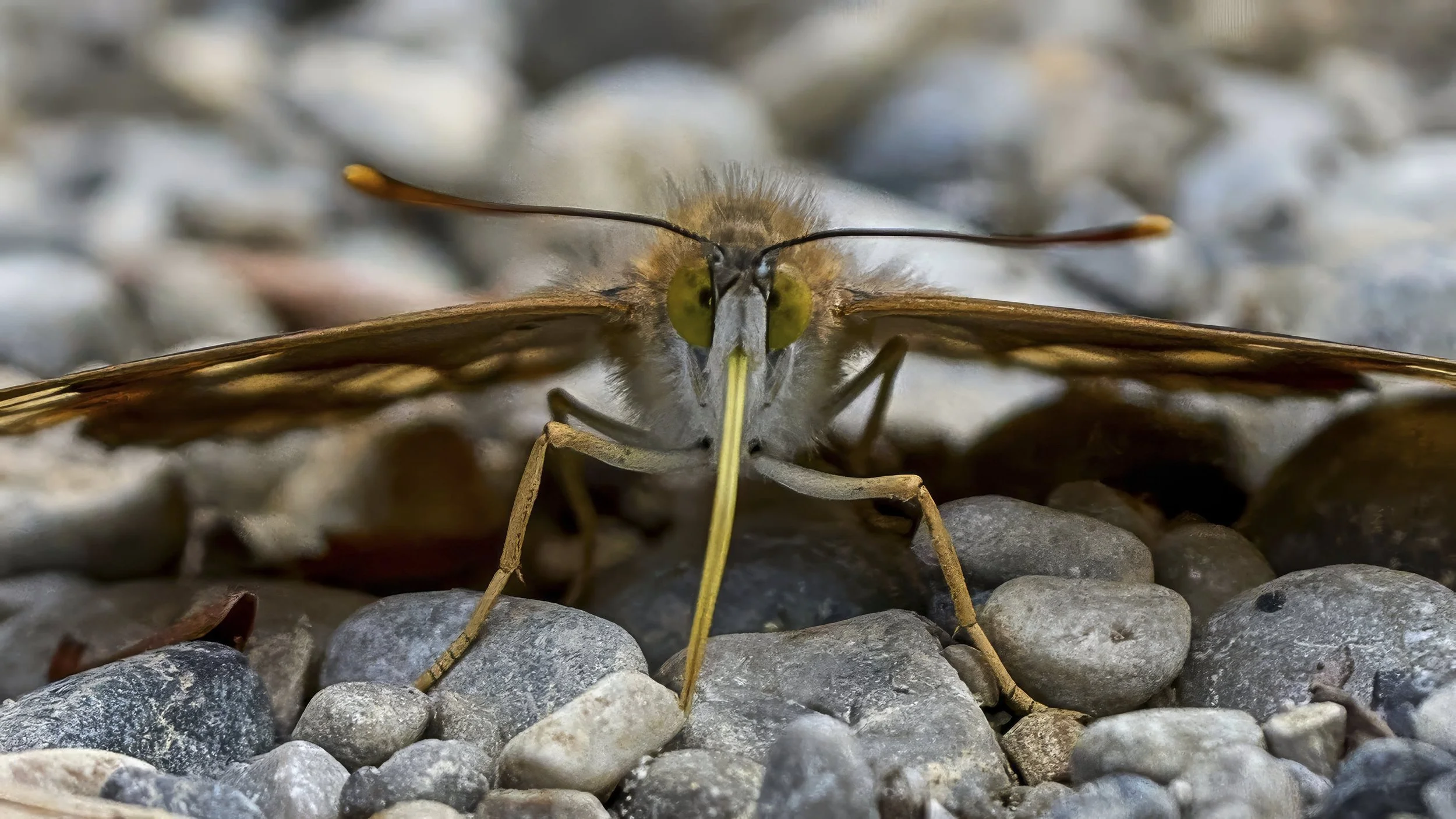 Kleiner Schillerfalter