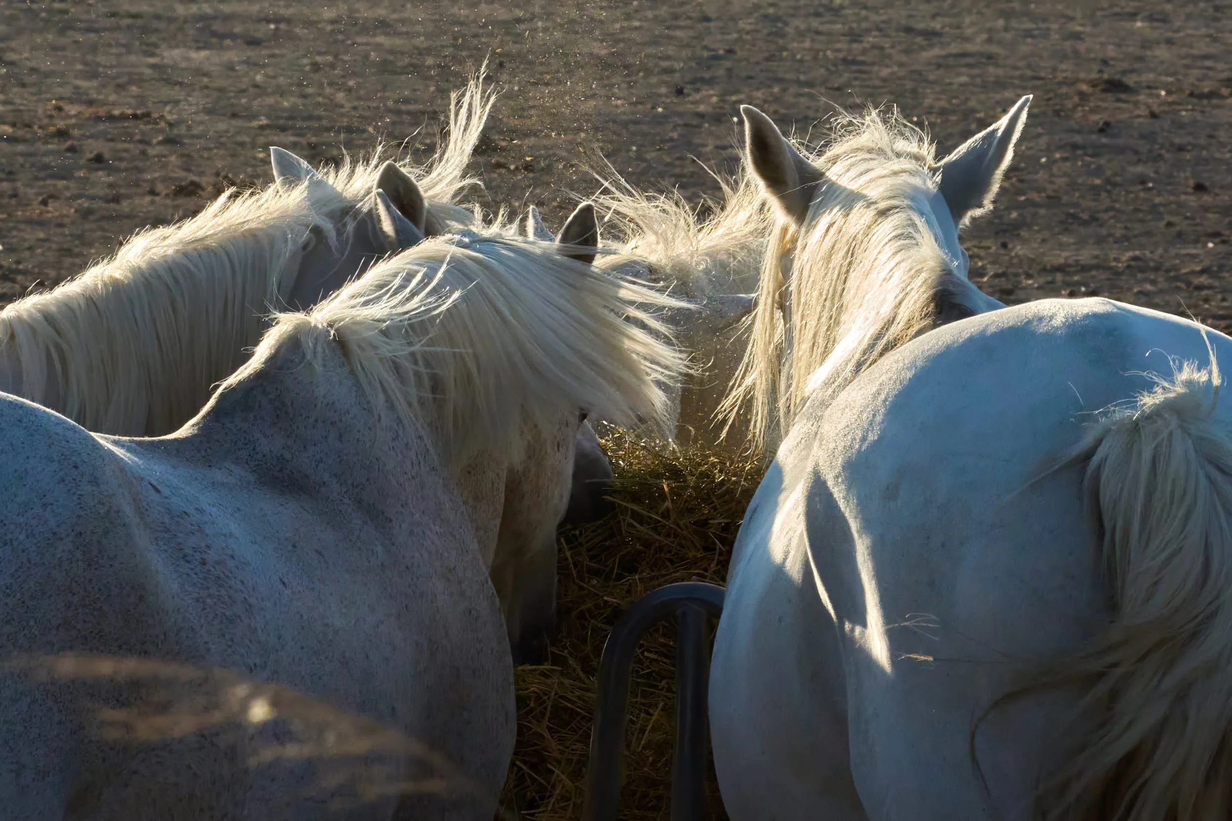 Camargue-Pferde im Mistral