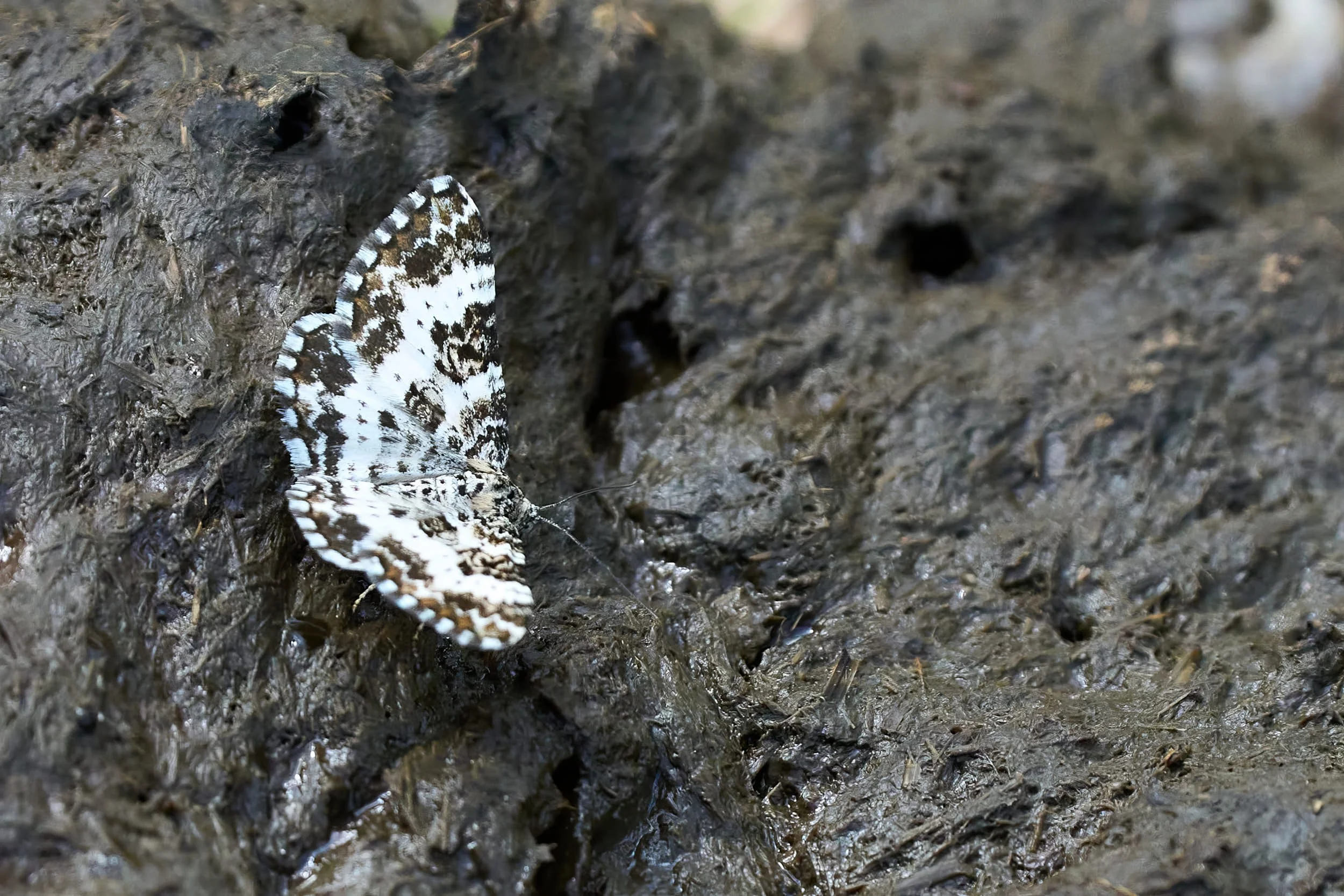 Fleckleib-Labkrautspanner