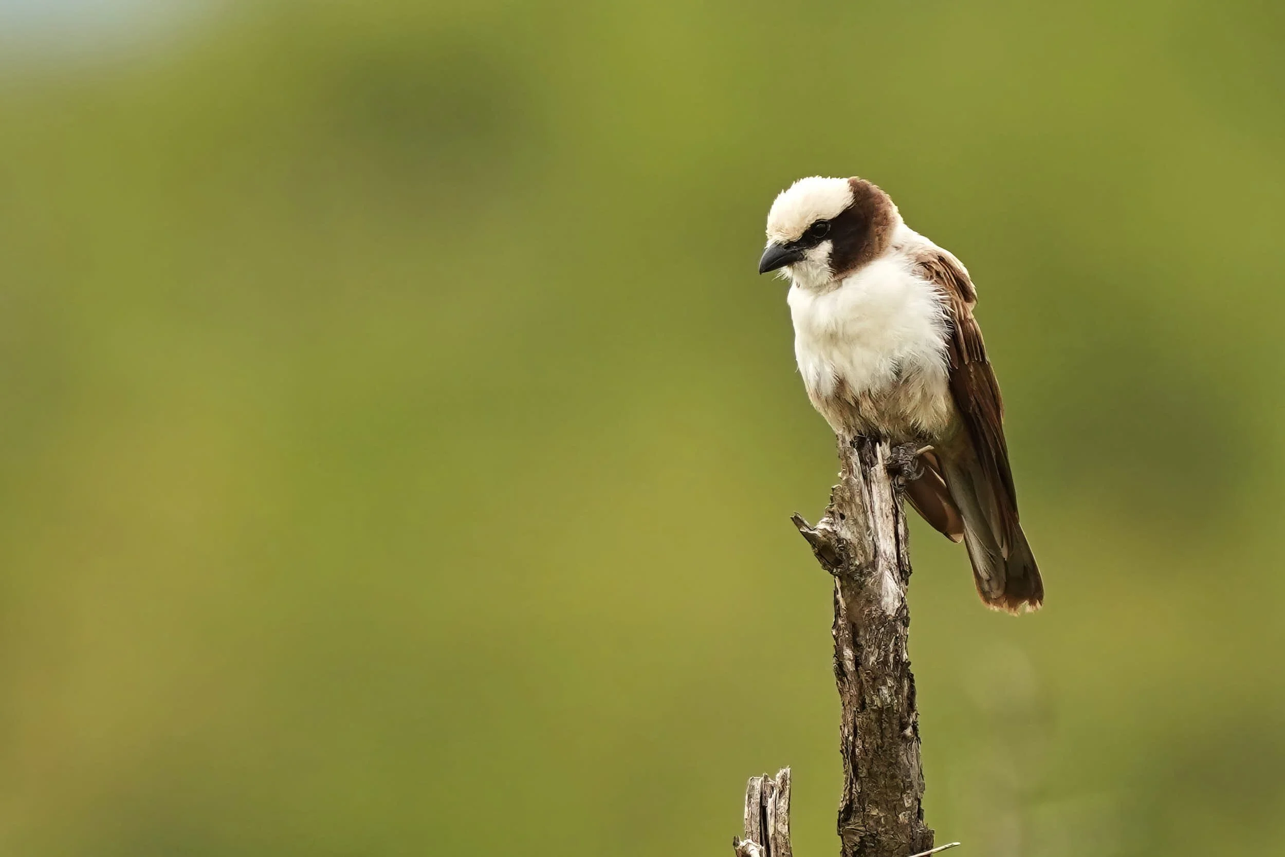 Weissscheitelwürger