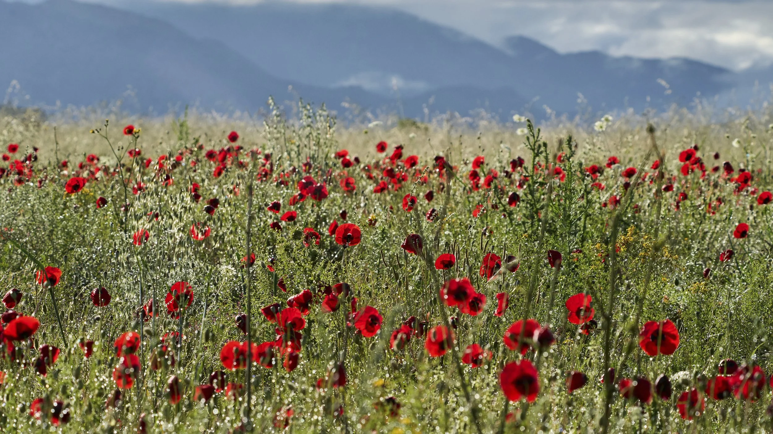 Steppe in Albanien