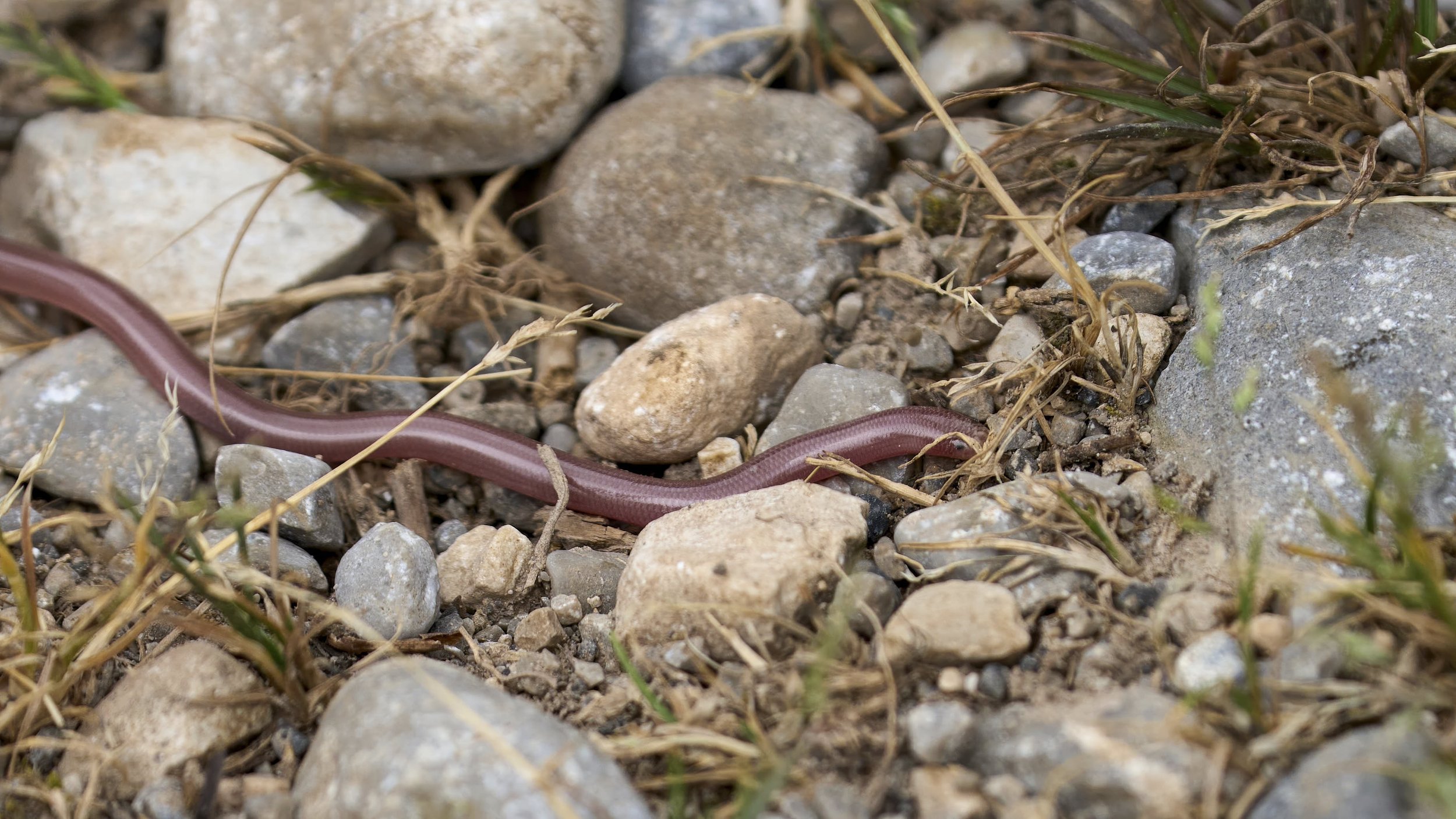 Blindwurm