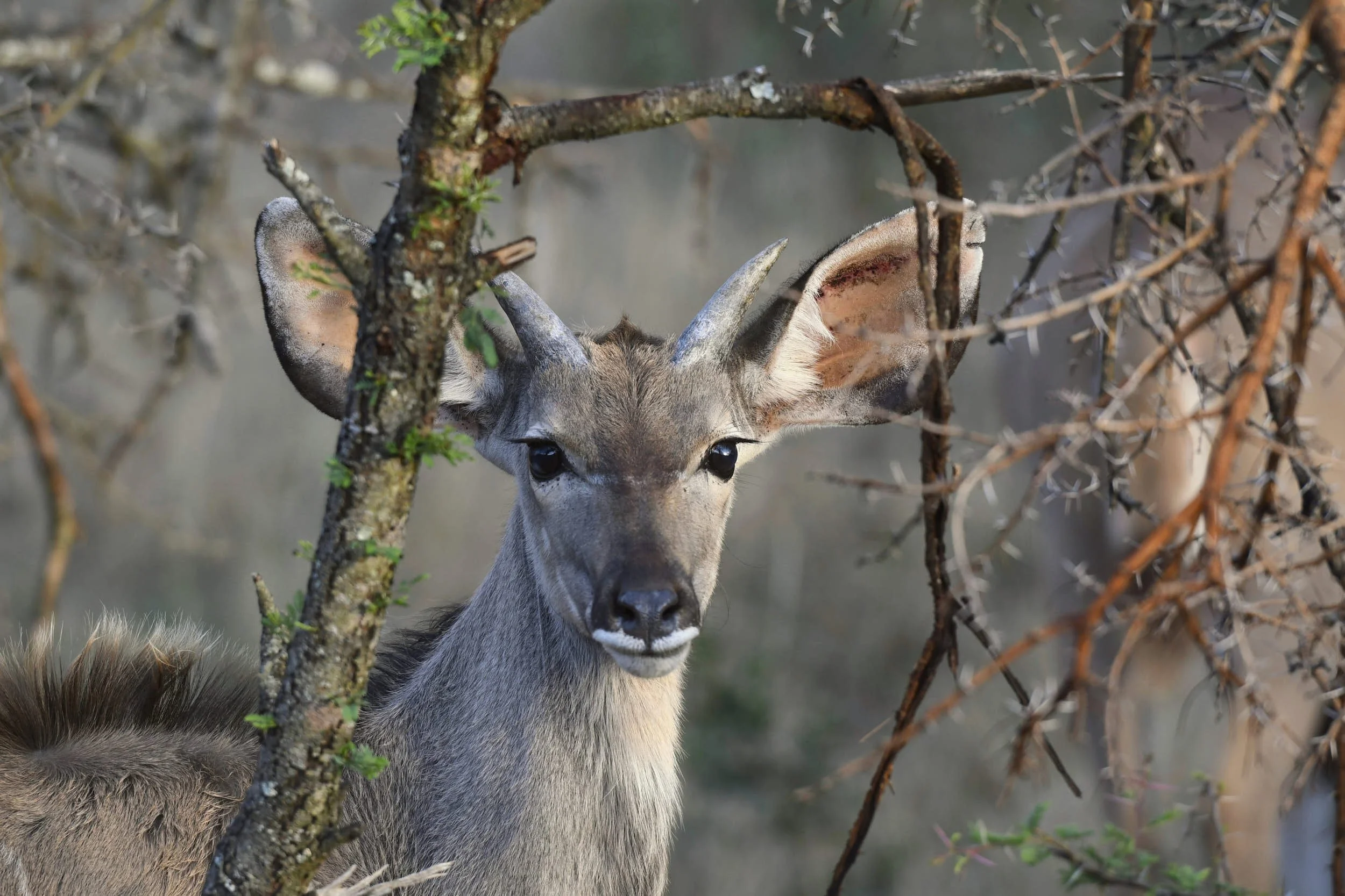 Kudu m juv