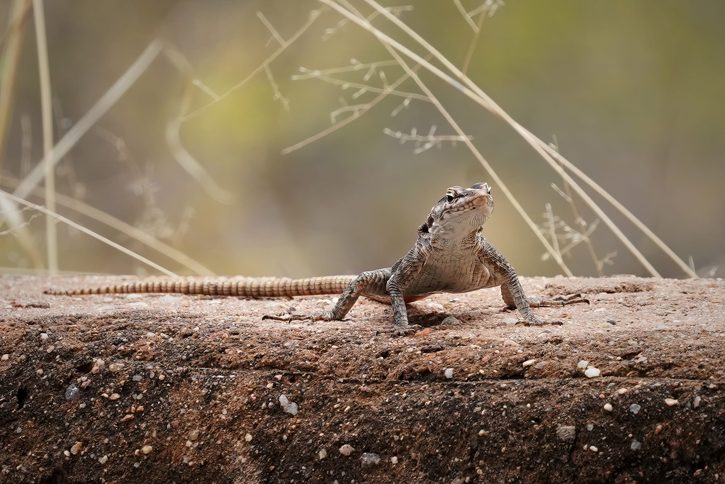 Sekukhune-Plattgürtelechse w