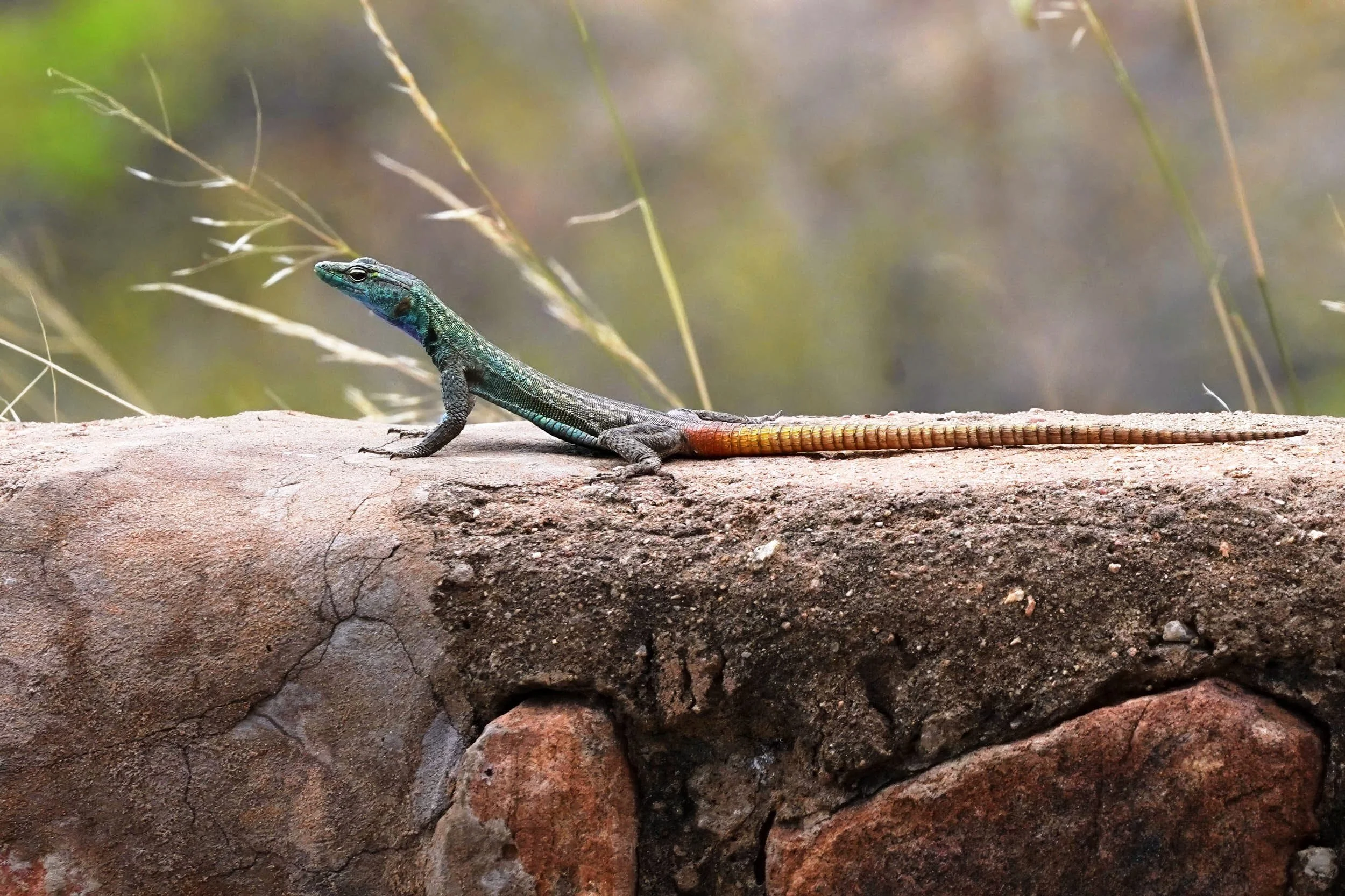 Sekukhune-Plattgürtelechse m