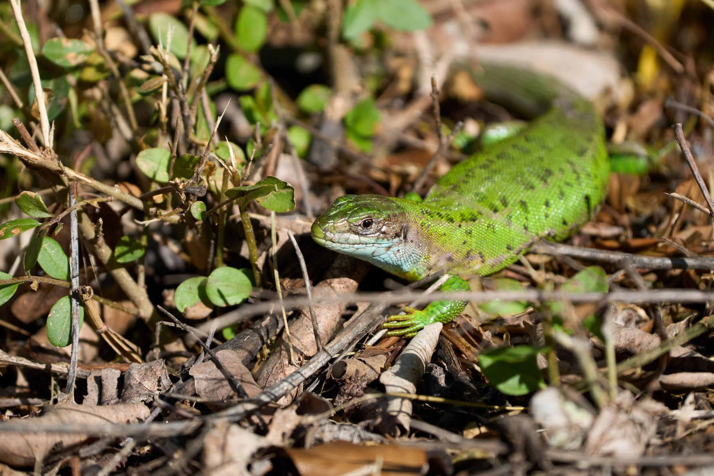 Smaragdeidechse w