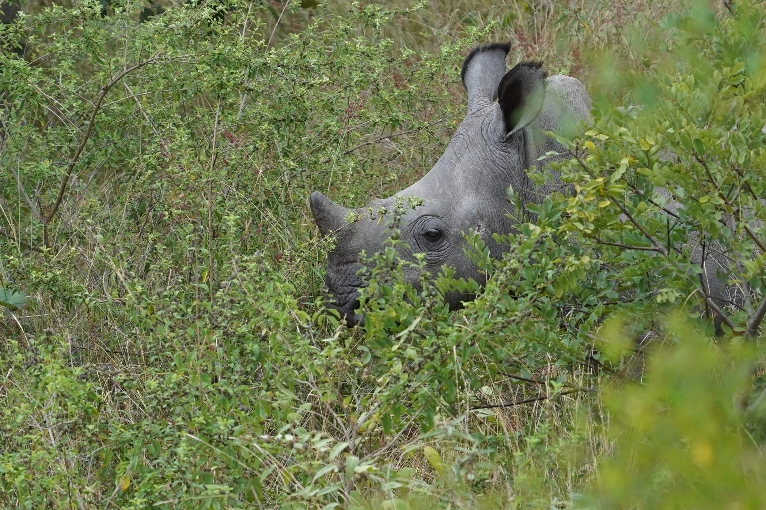 Breitmaulnashorn juv