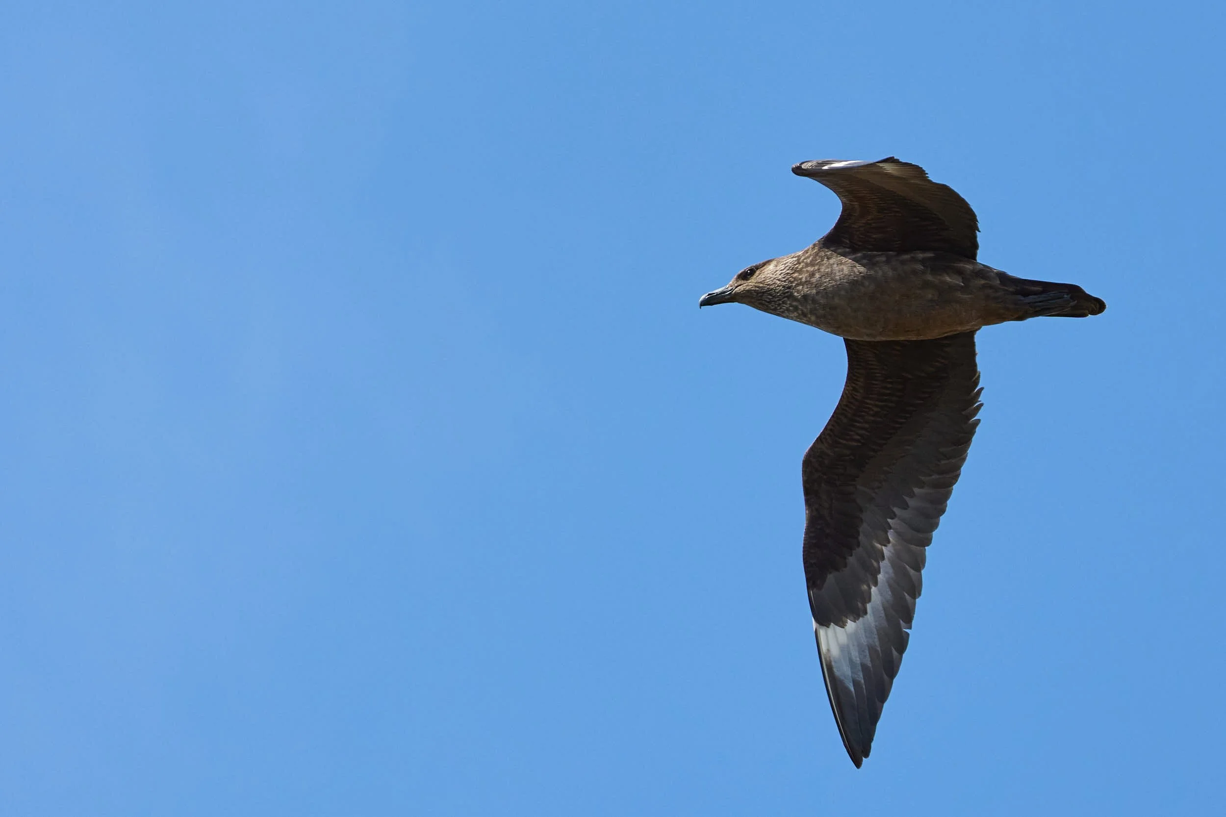 Skua