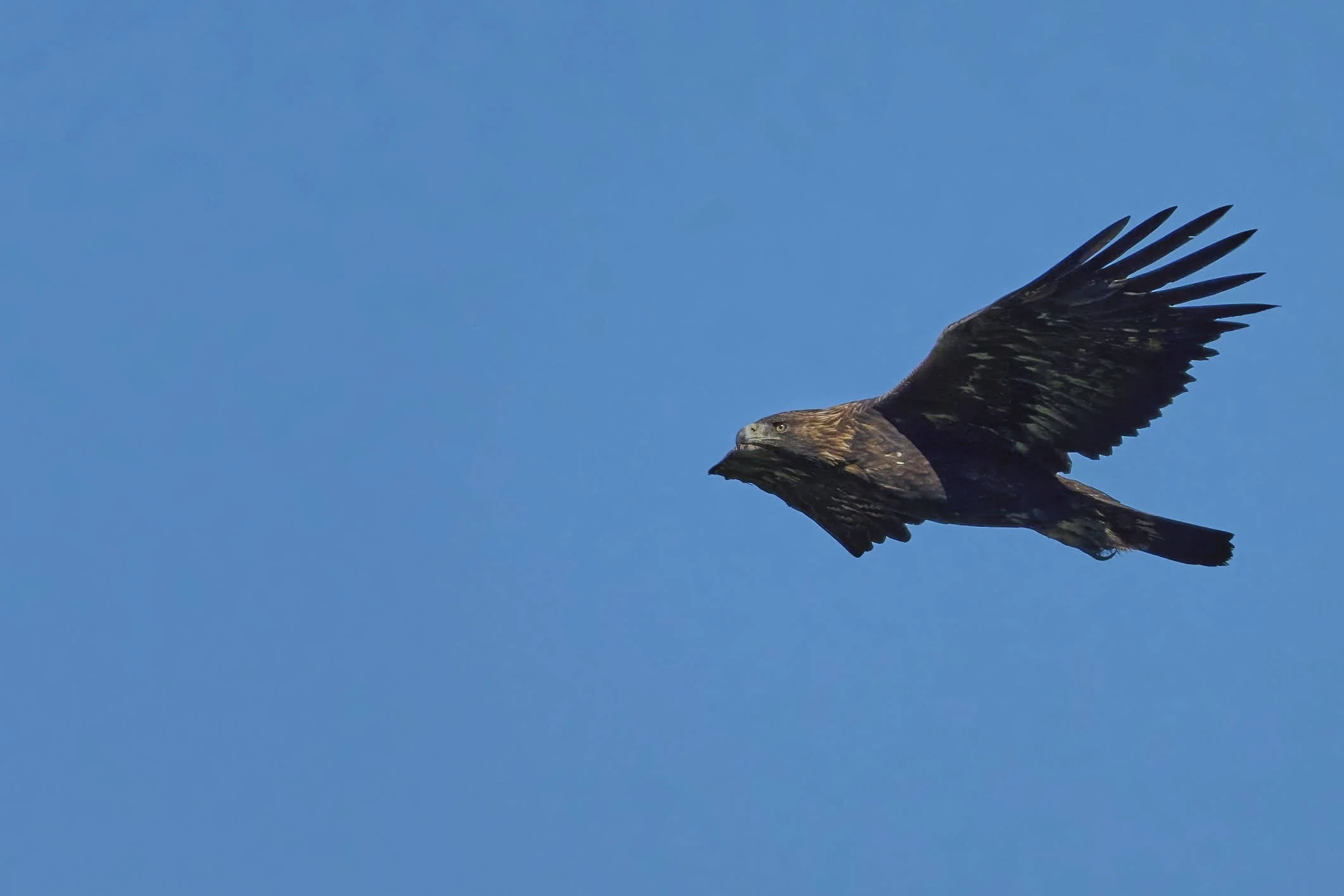 Steinadler adult