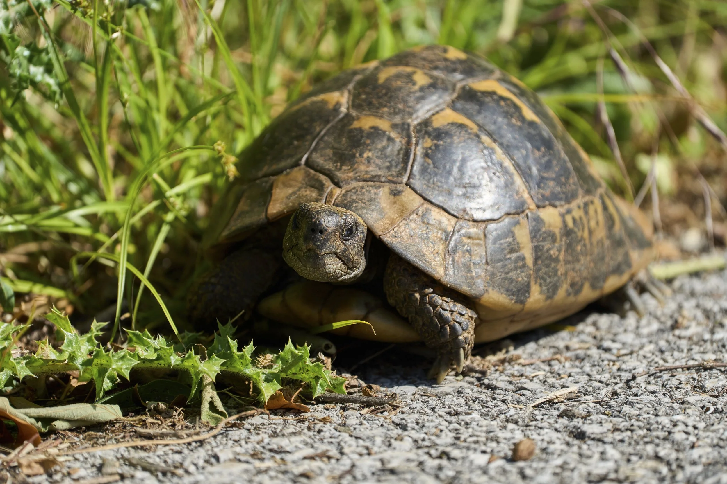Griechische (Land-)Schildkröte