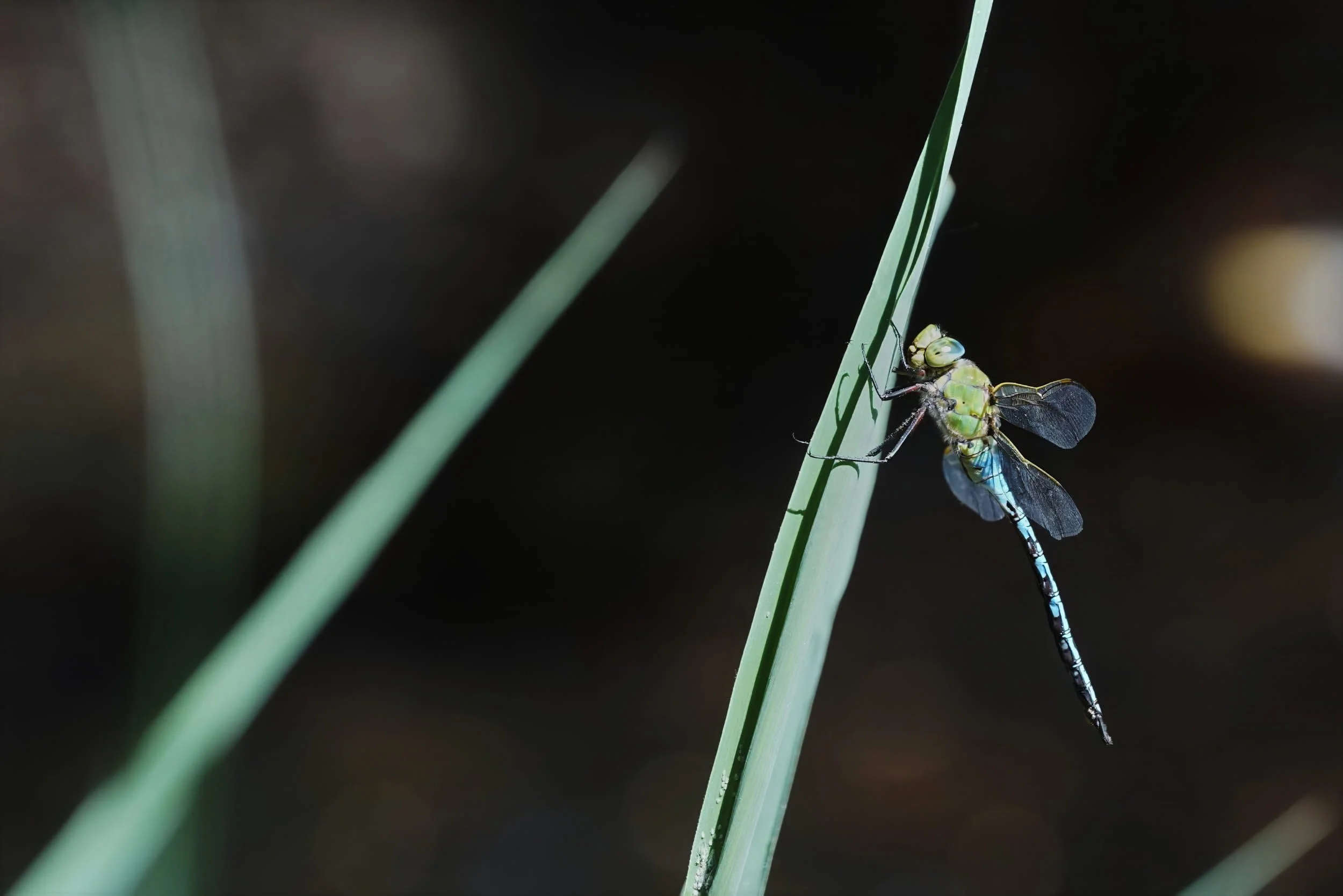Grosse Königslibelle