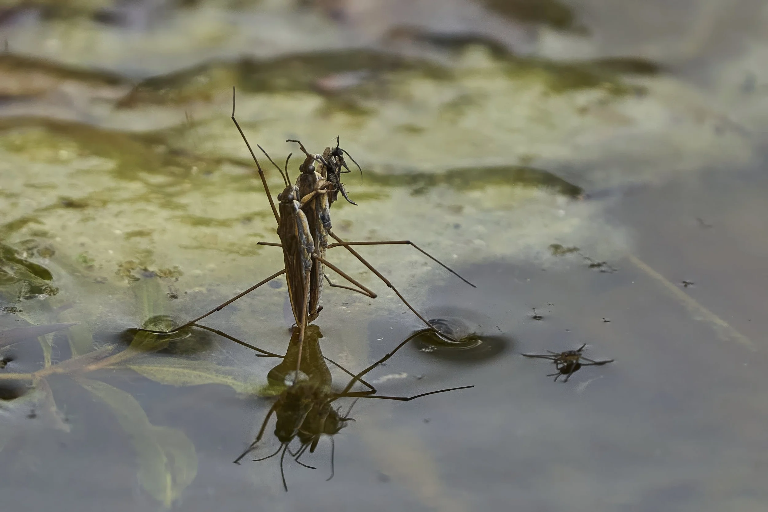 Wasserläufer bei der Paarung