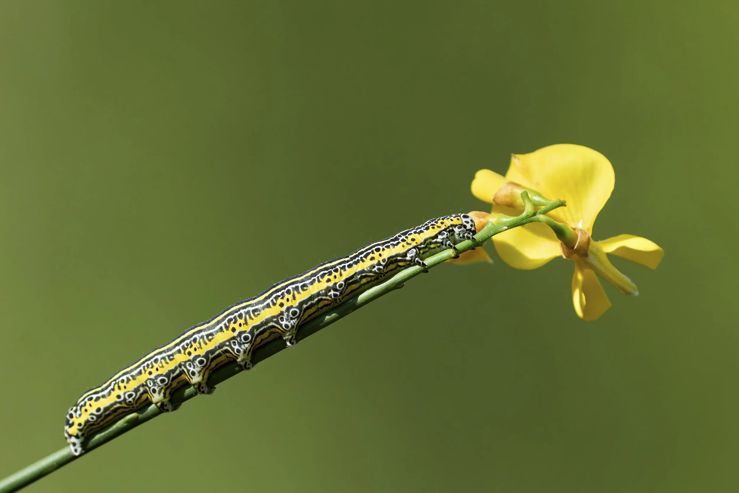 Grosse Ginstereulenraupe
