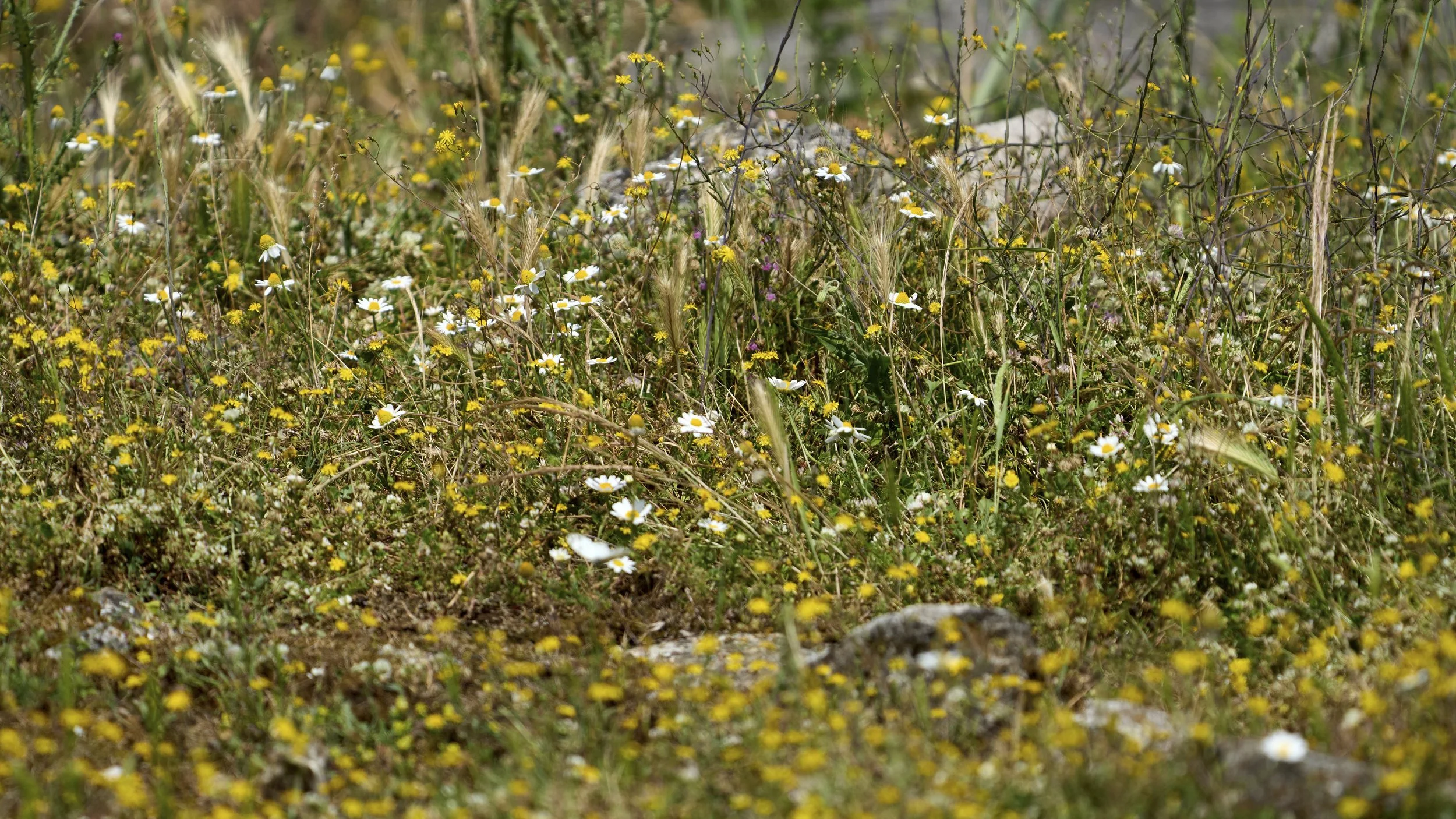 Steppe in Albanien