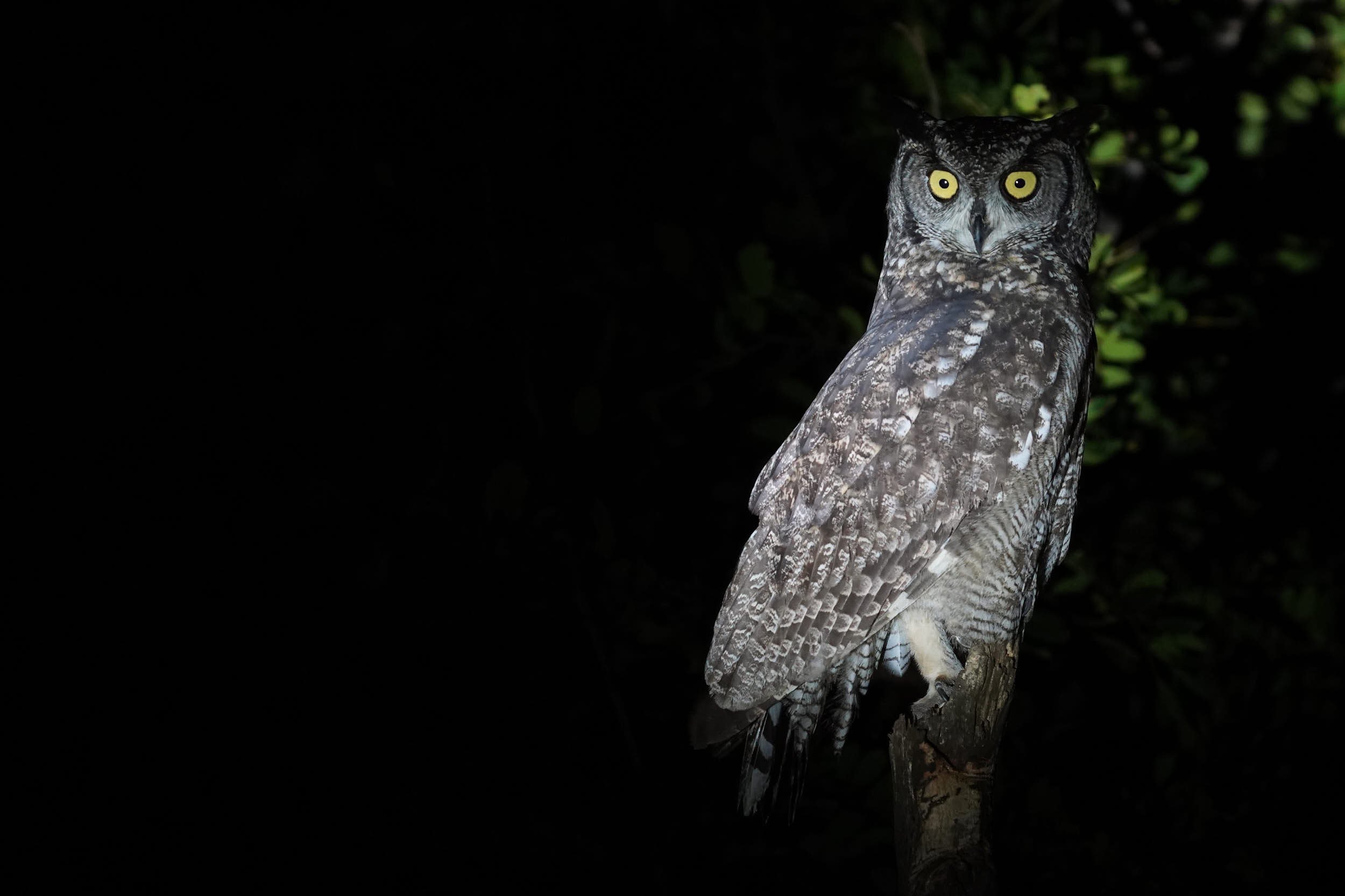 African Eagle Owl