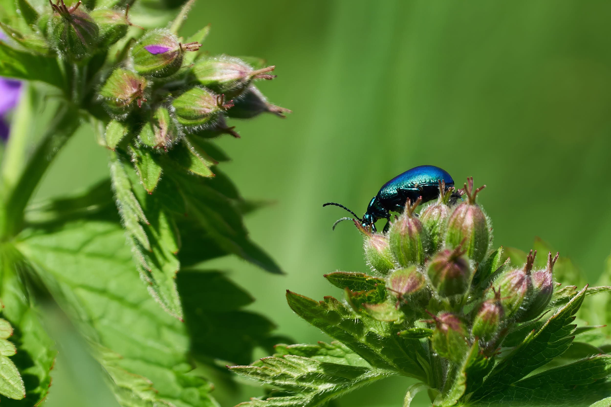 Blauer Erlenblattkäfer