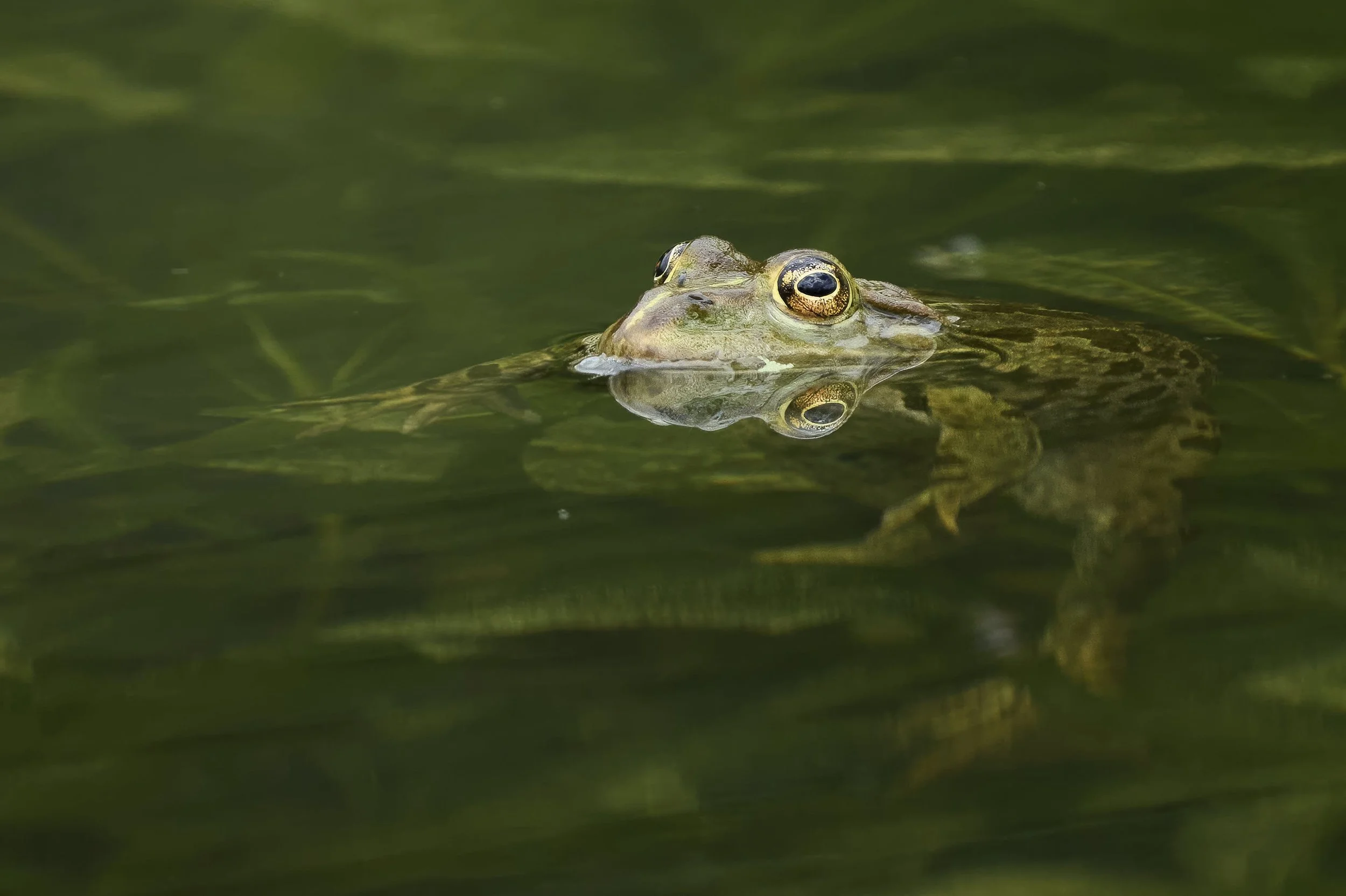 Seefrosch