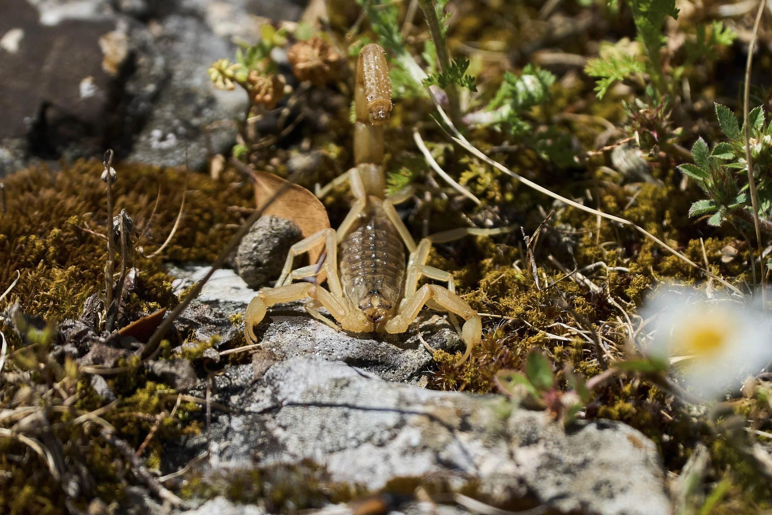 Skorpion_DSC07818_t.jpg