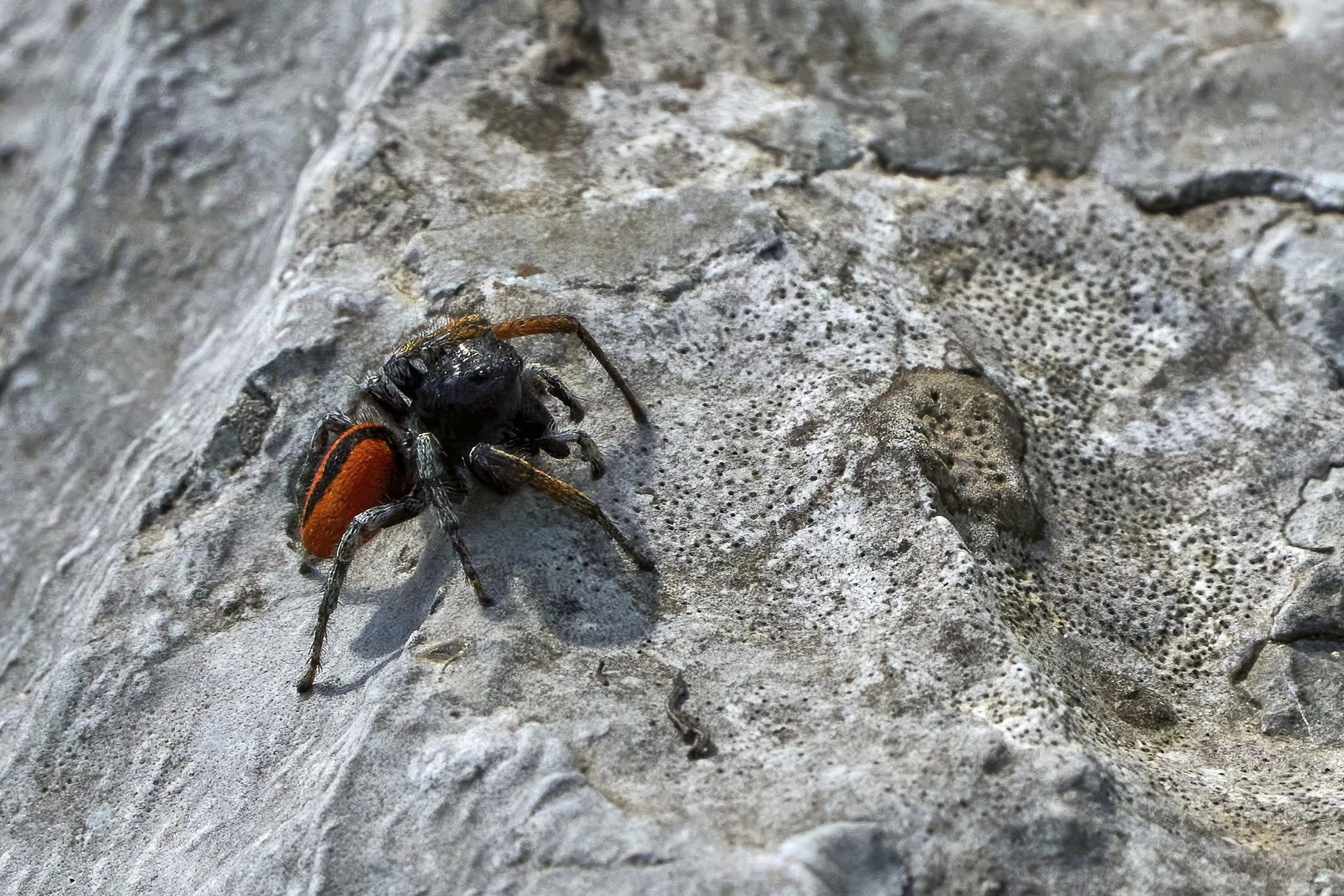 Goldaugenspinne