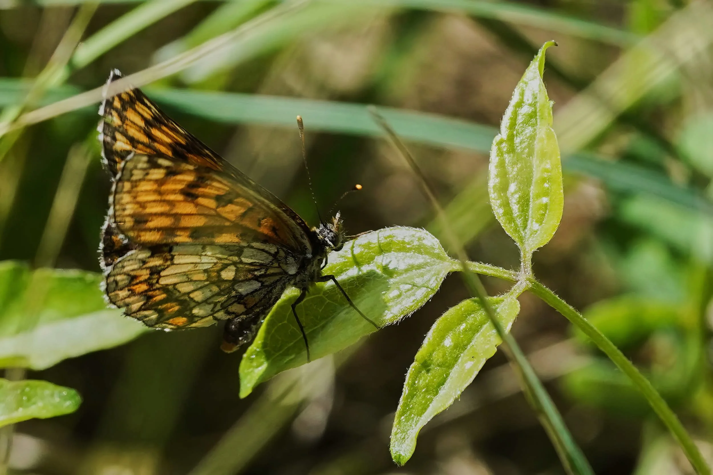 Wachtelweizen-Scheckenfalter