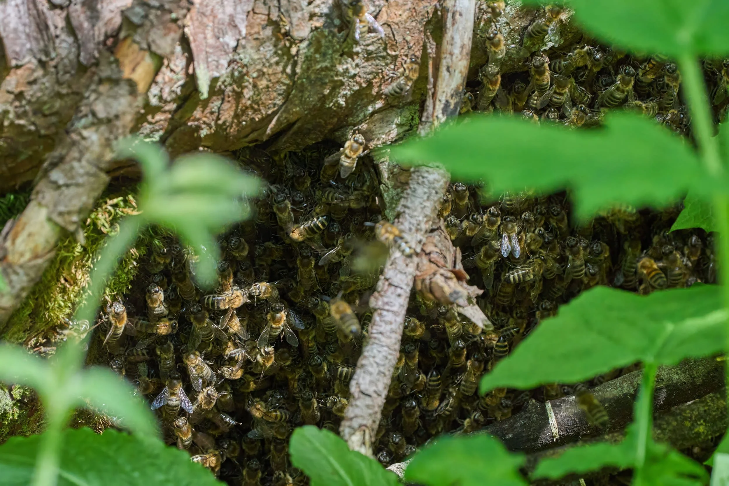 Schwärmende Honigbienen