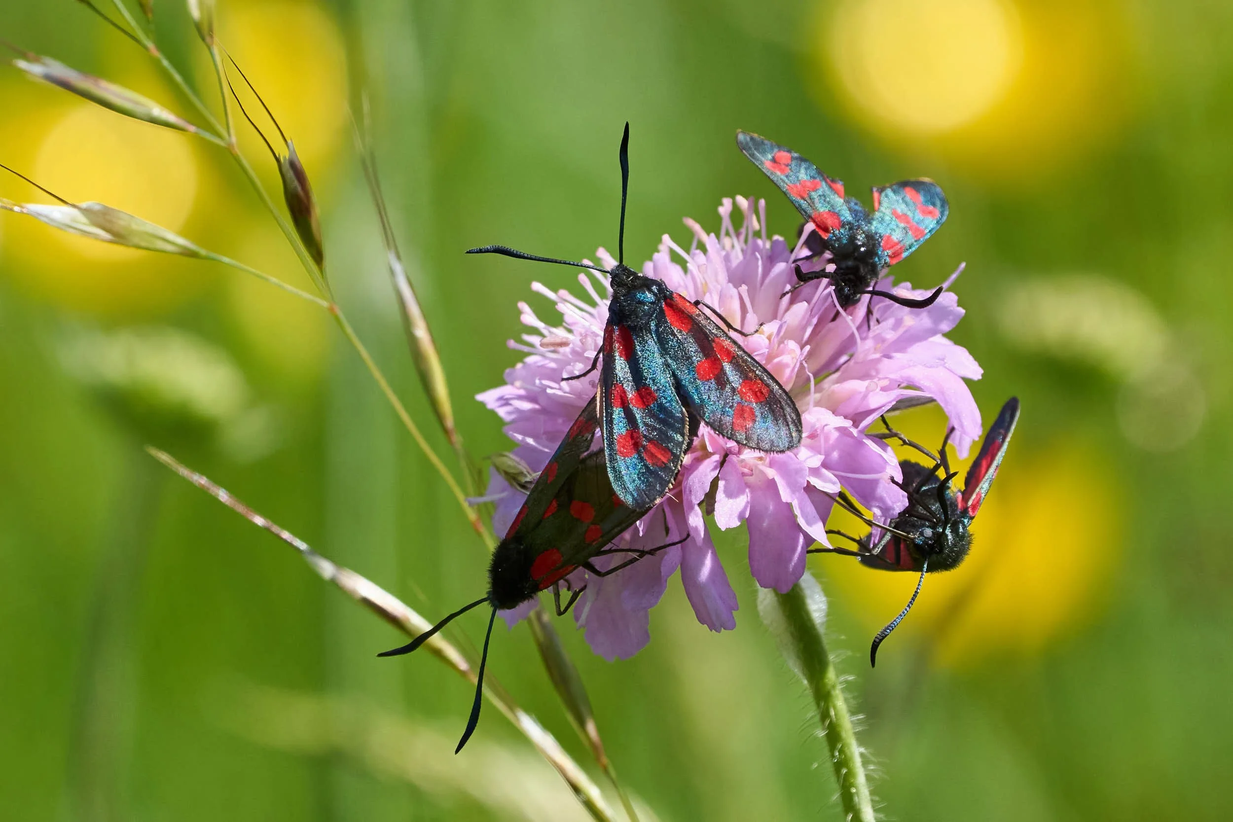 Sechsfleck-Widderchen