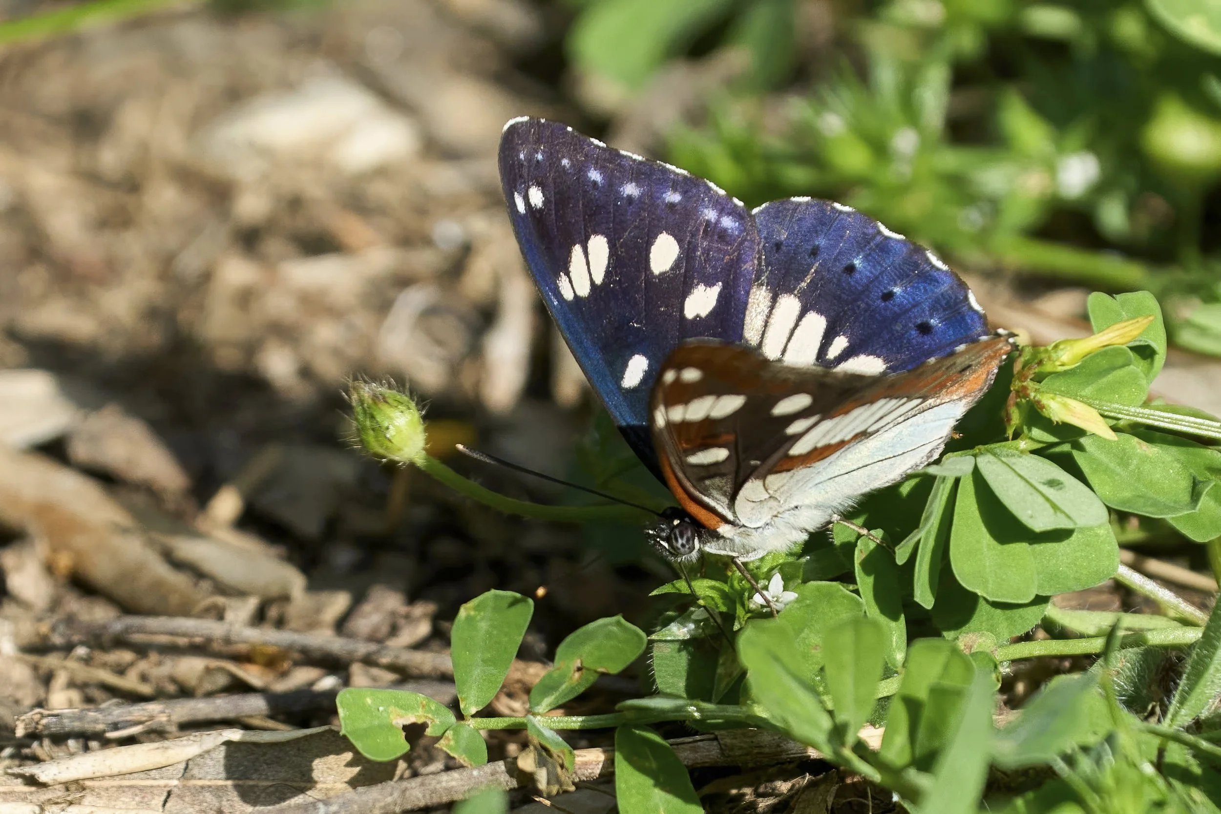 Blauschwarzer Eisvogel