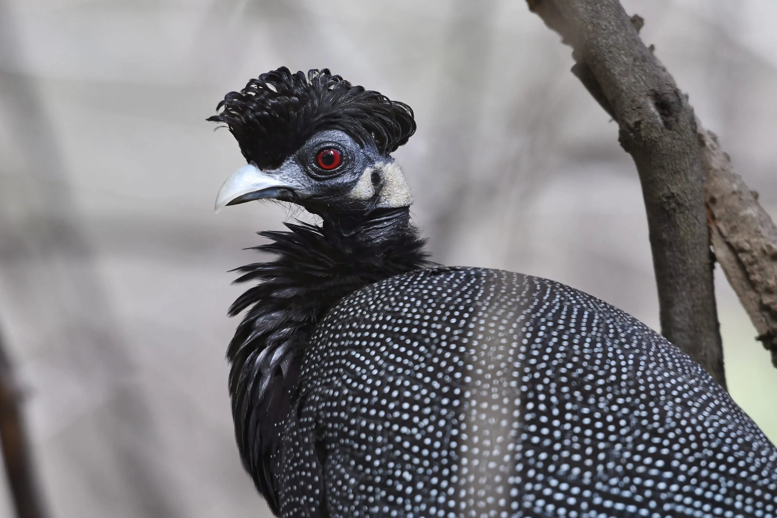 Kräuselhaubenperlhuhn