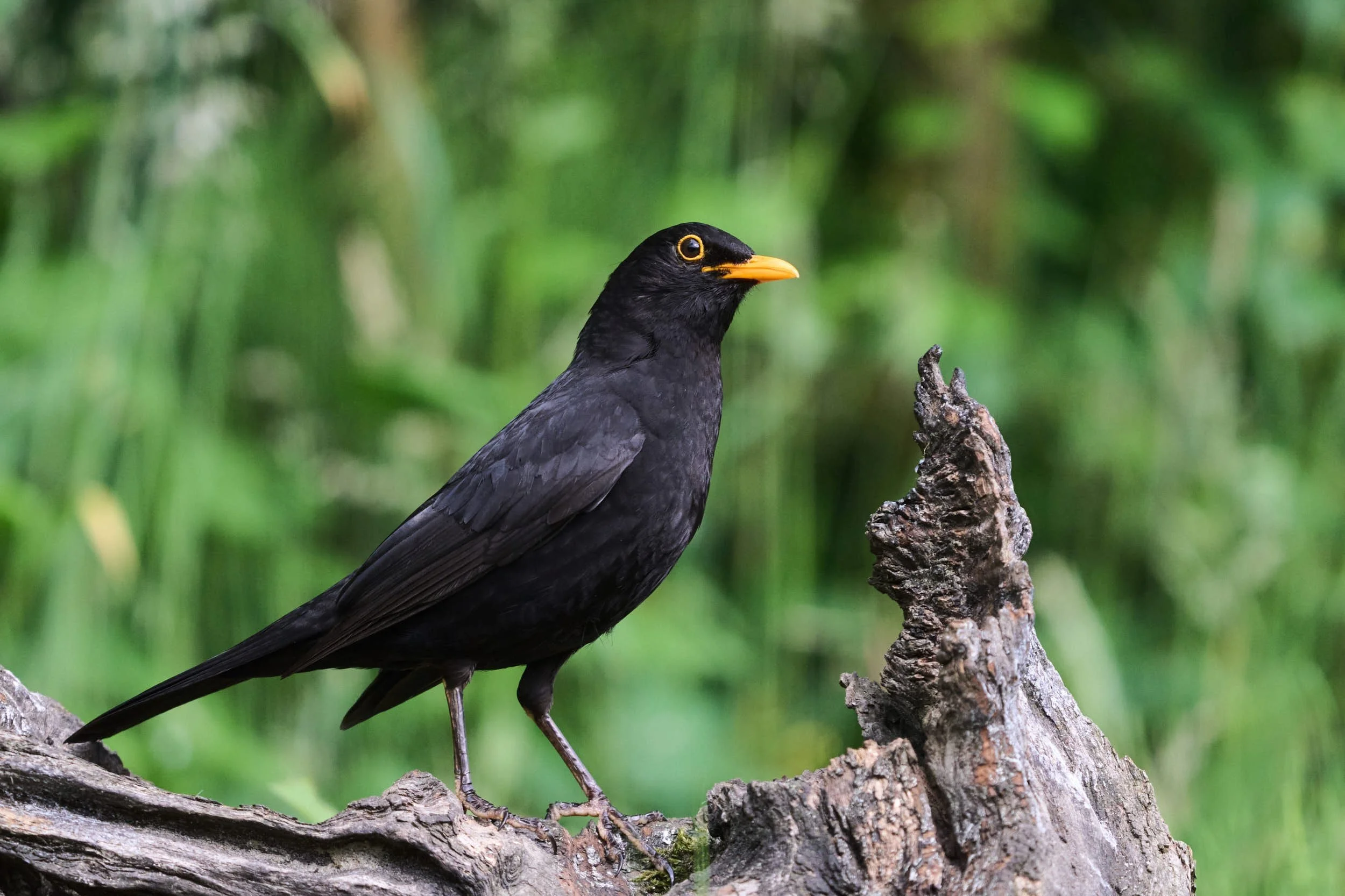 Amsel