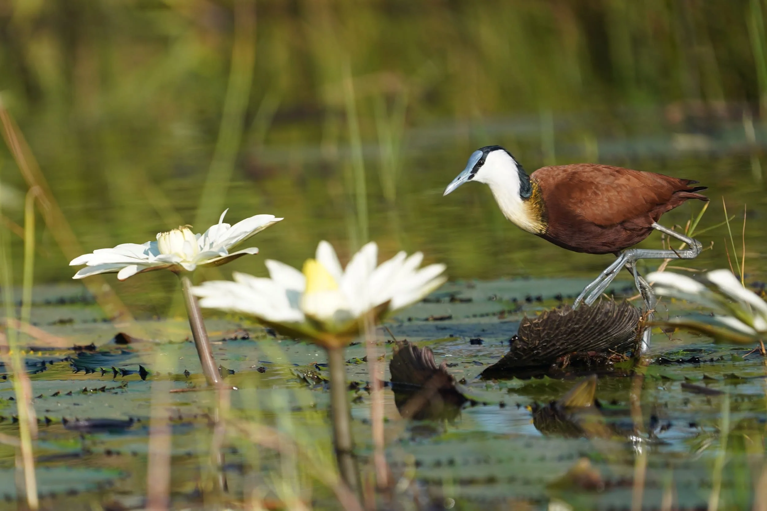Blaustirn-Blatthühnchen