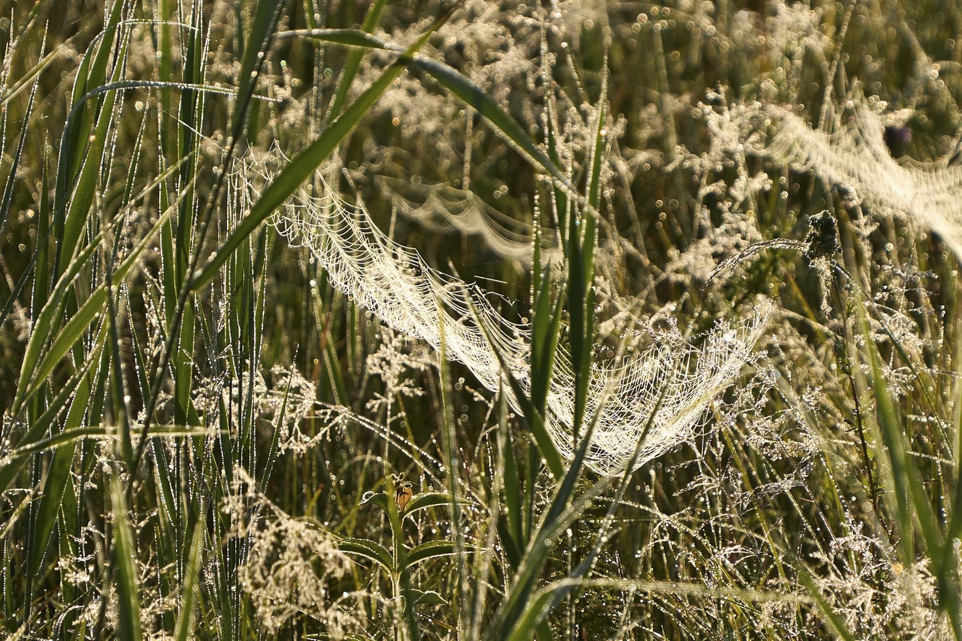 Morgentau