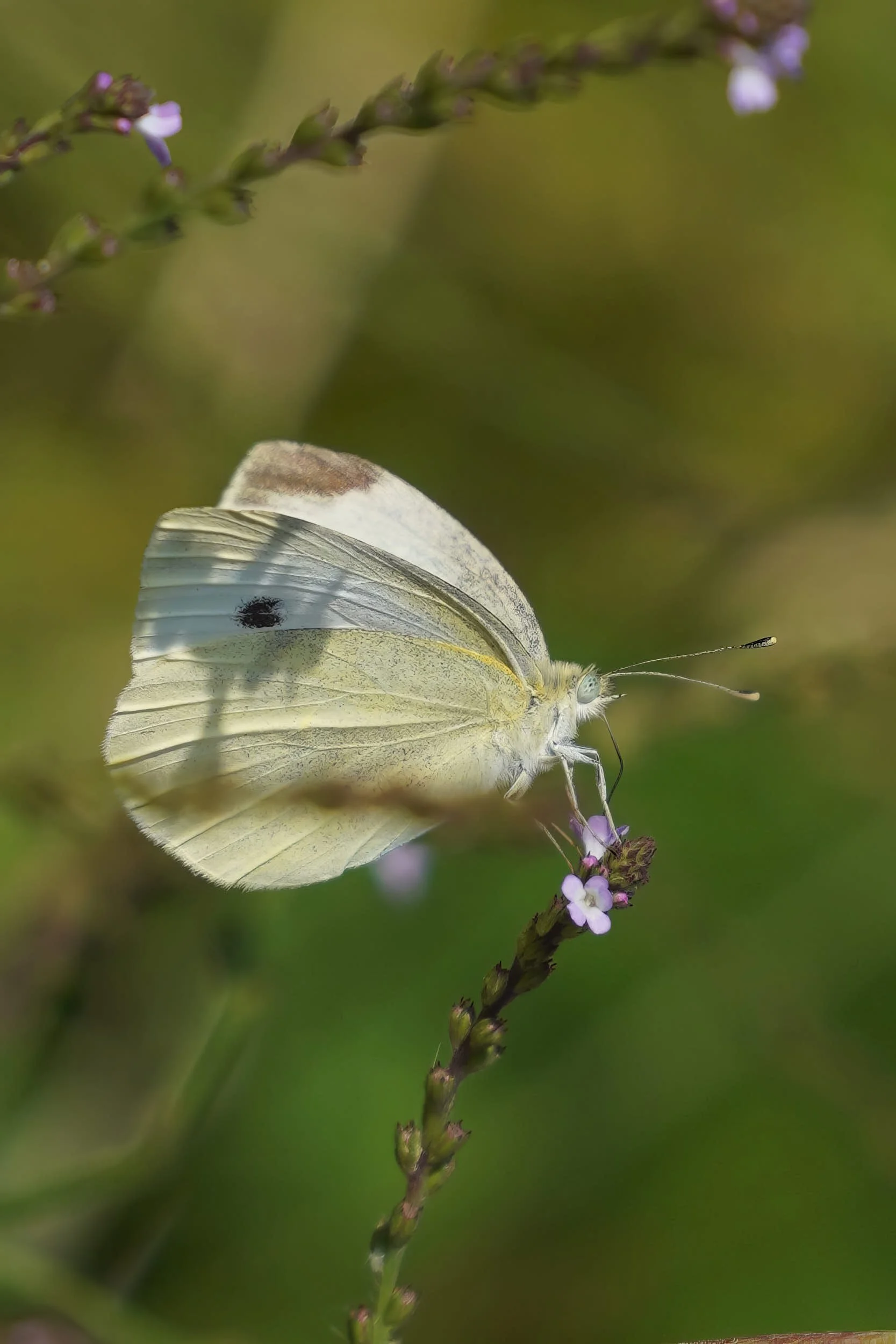 Kleiner Kohlweissling