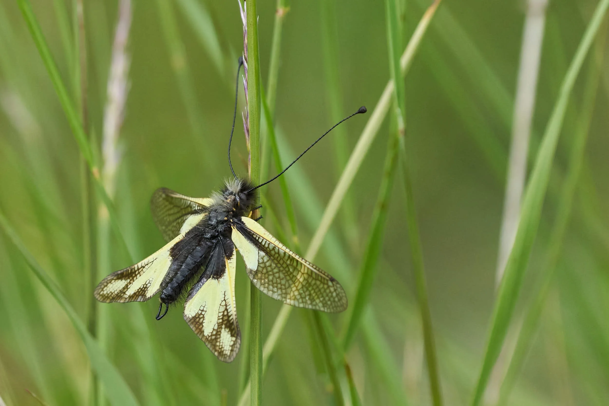 Libellen-Schmetterlingshaft m   (Familie Schmetterlingshafte)