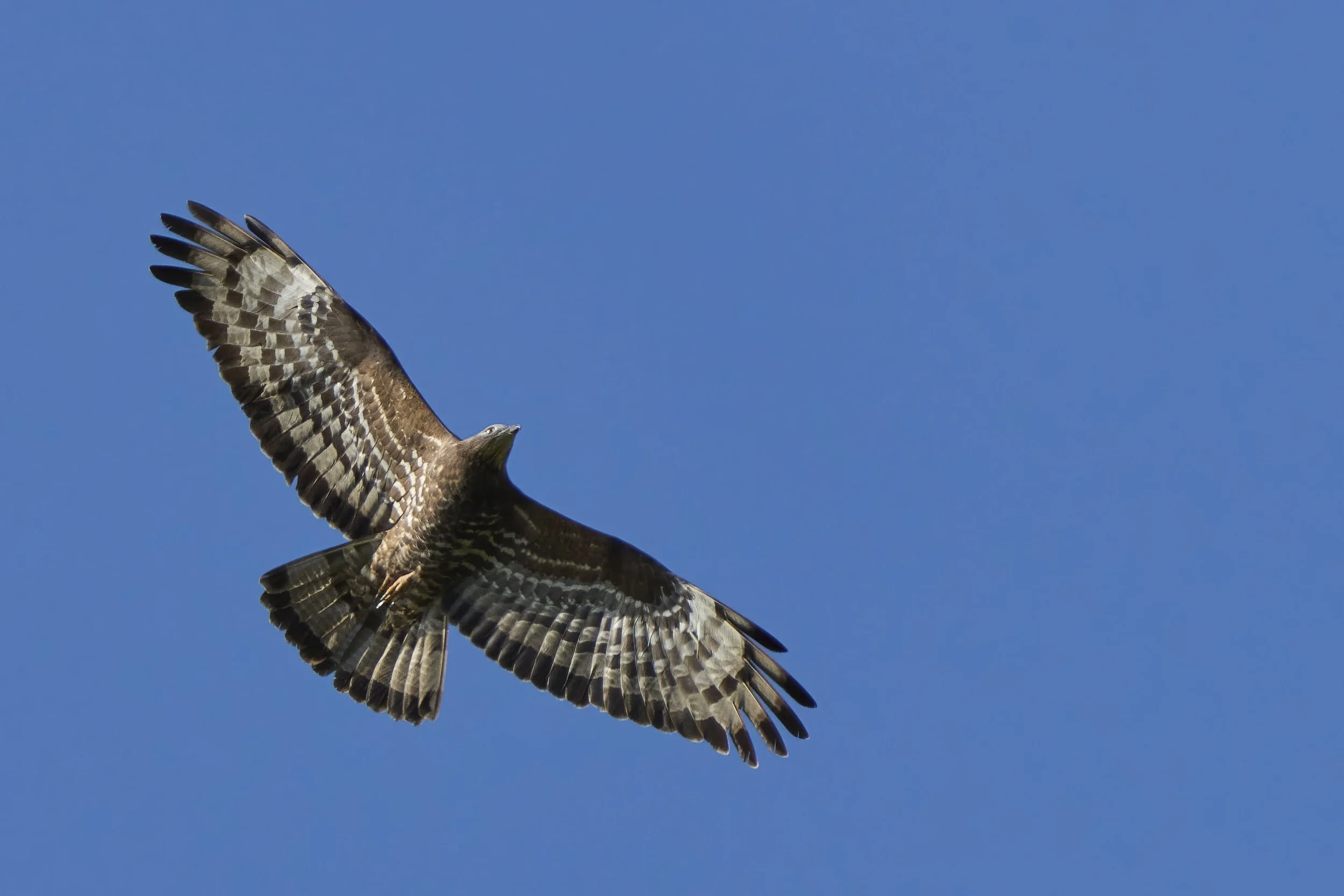 Wespenbussard