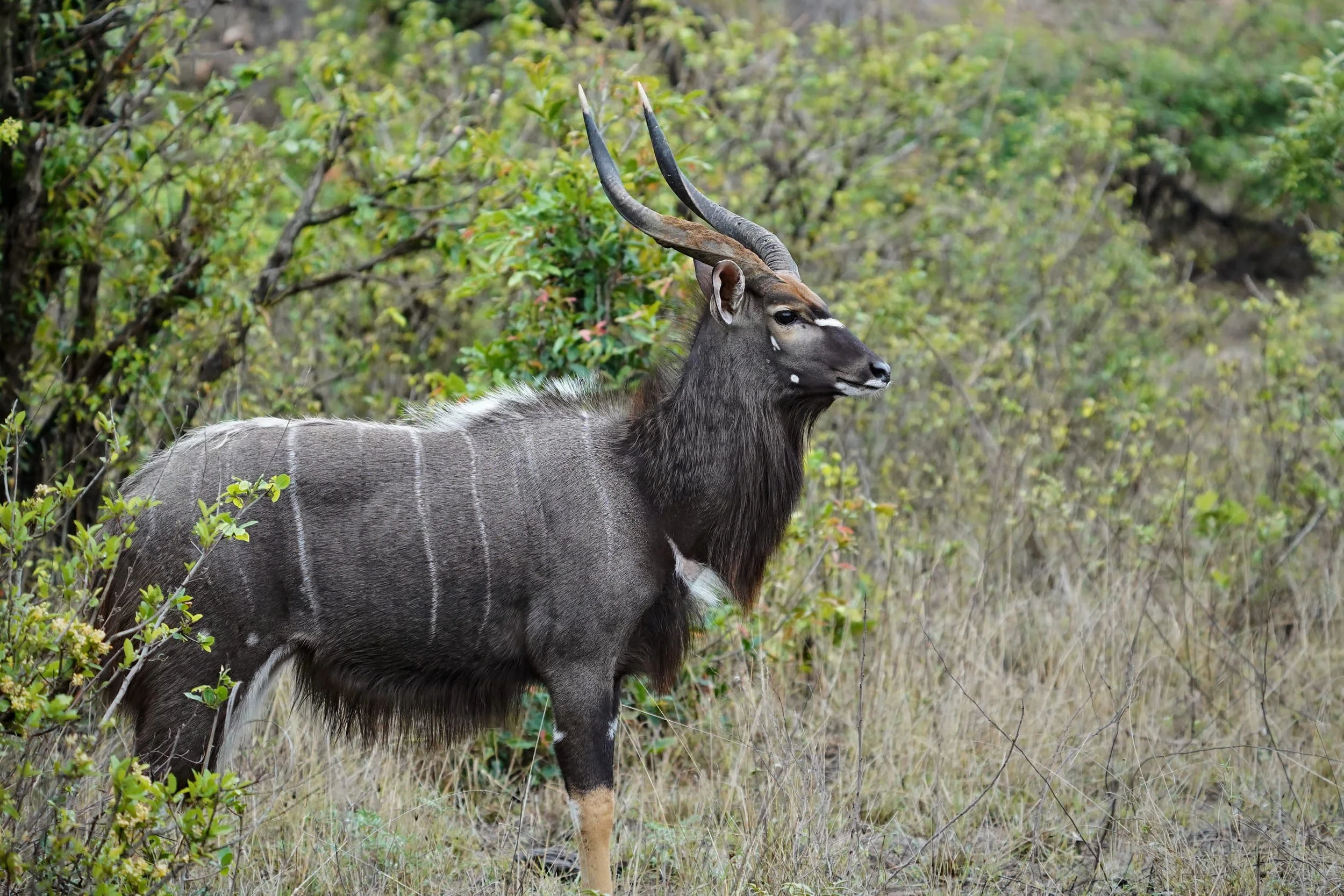 Nyala m