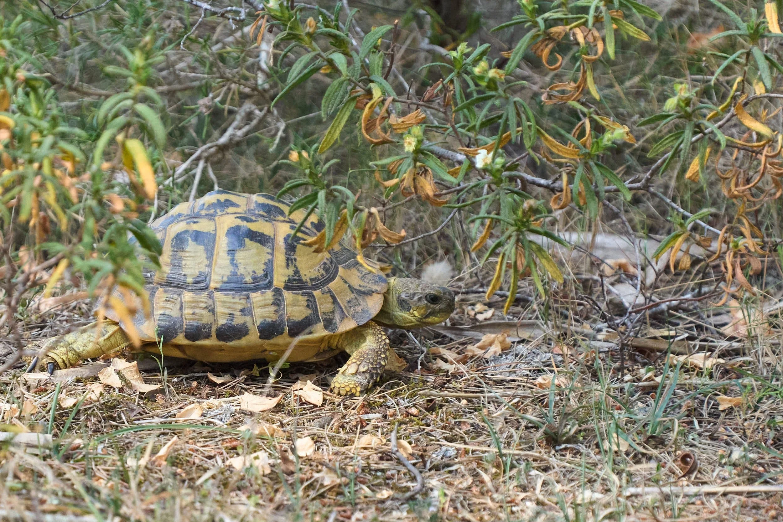 Griechische (Land-)Schildkröte
