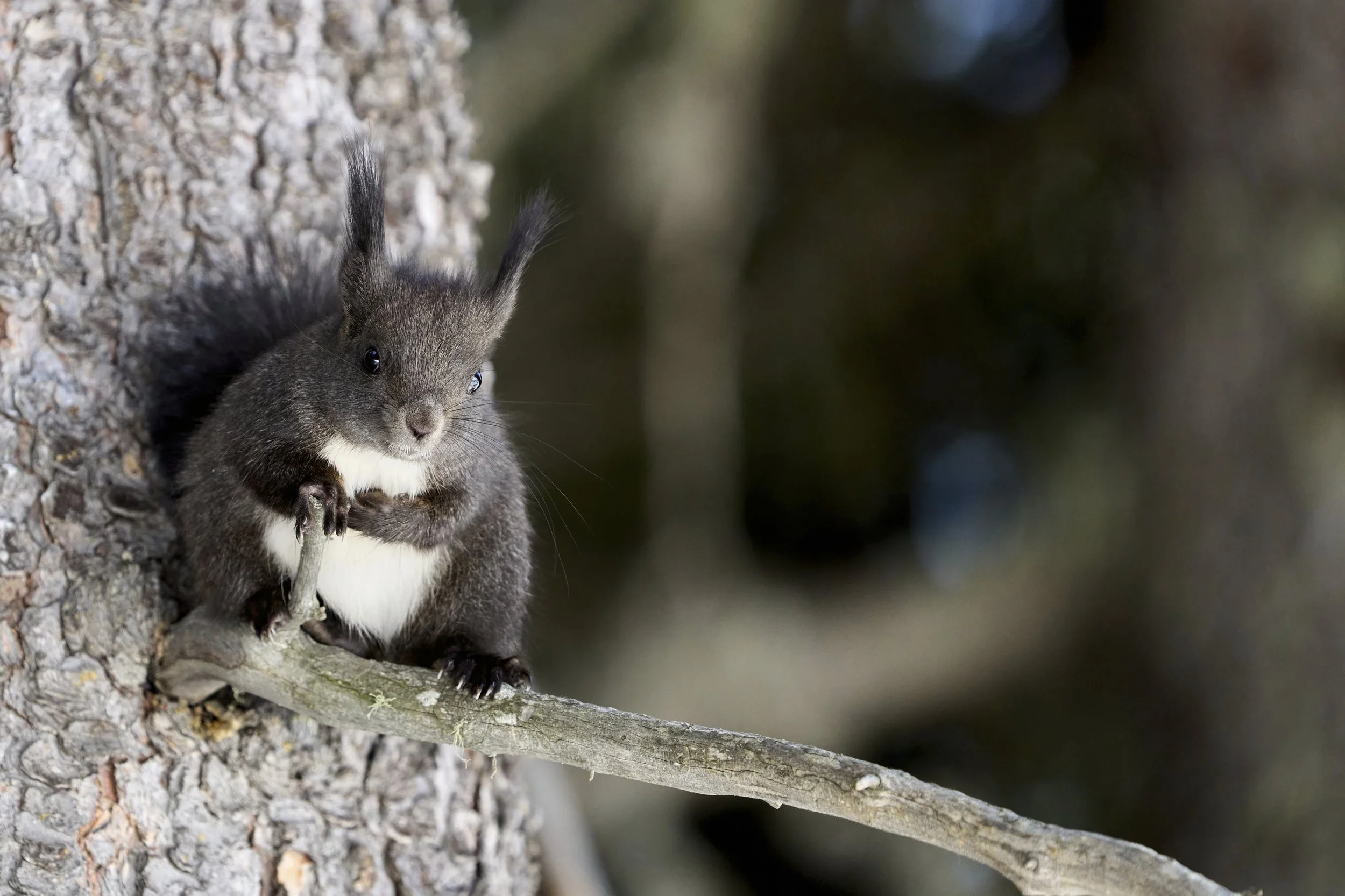 Eichhörnchen
