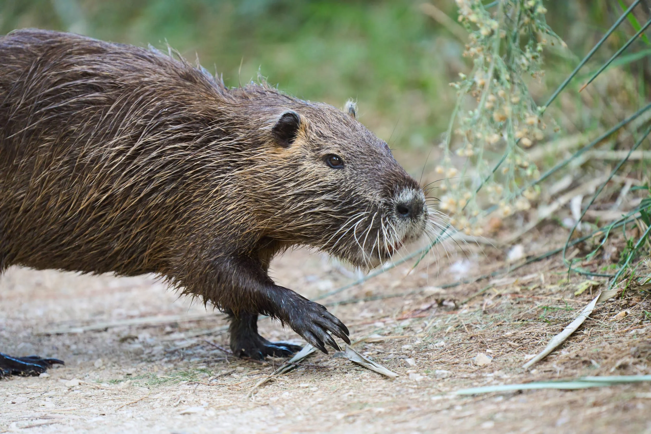 Nutria